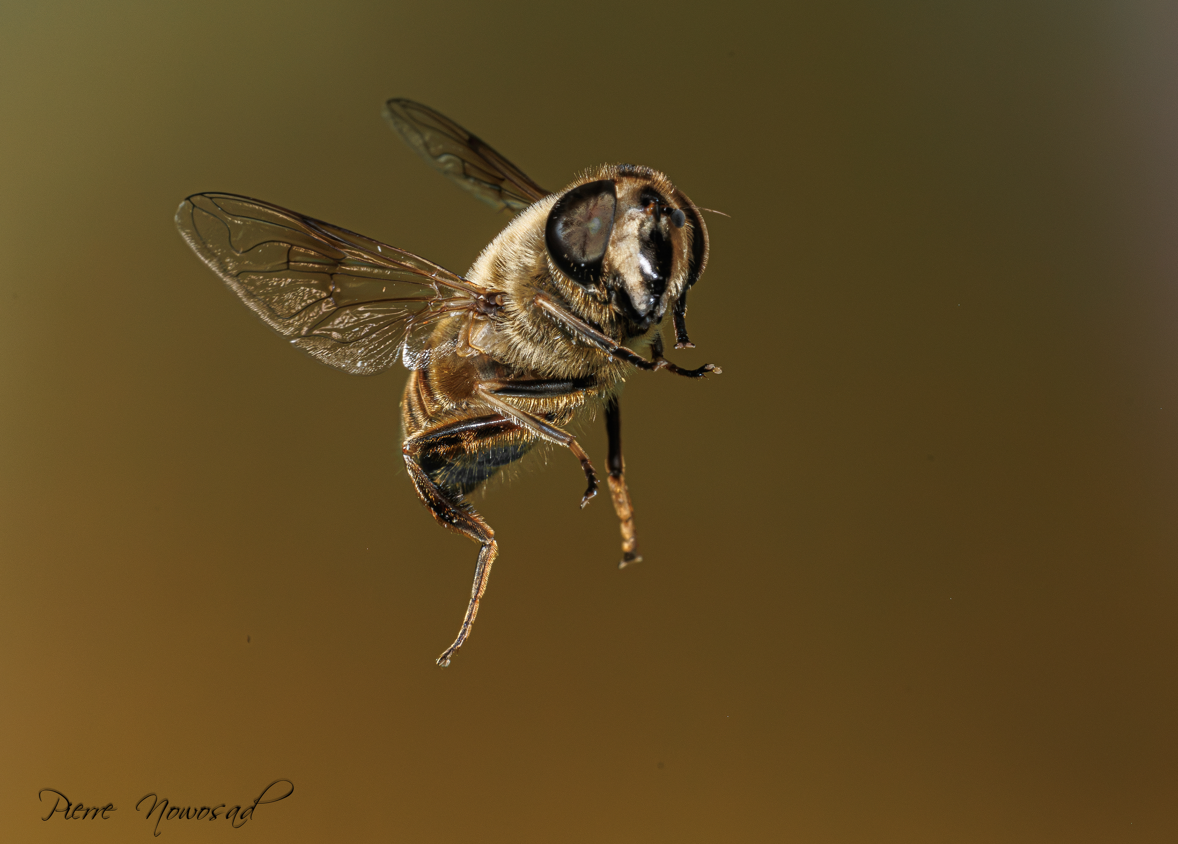 Blinde Bij (Eristalis tenax)