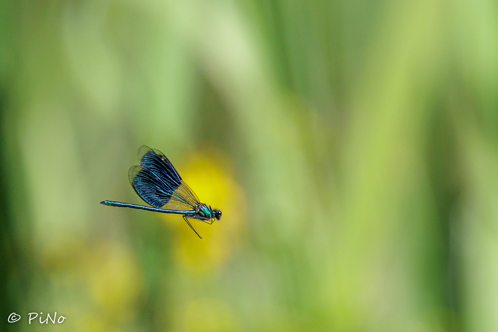 weidebeekjuffer (Calopteryx splendens)