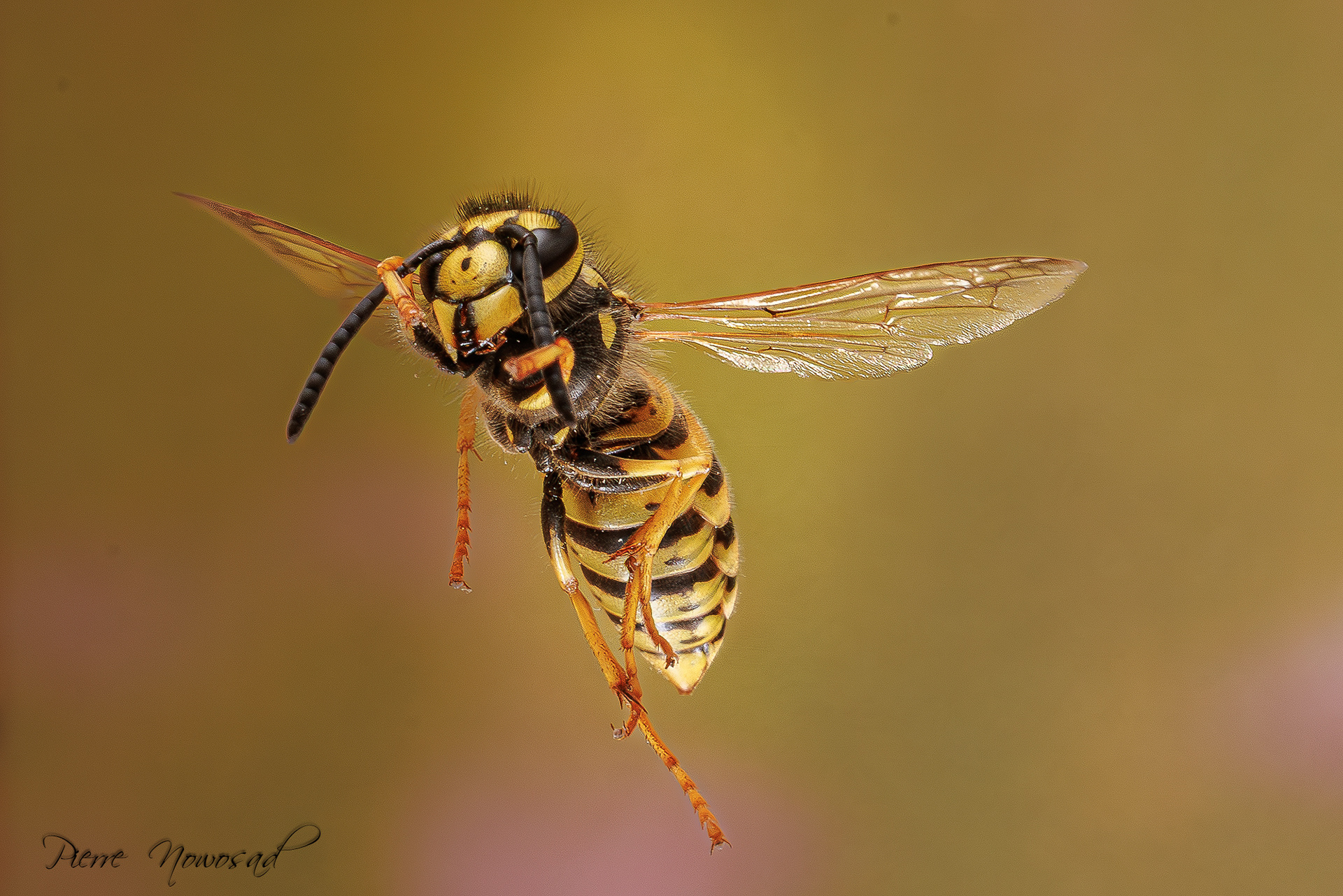 Duitse Wesp  (Vespula germanica)