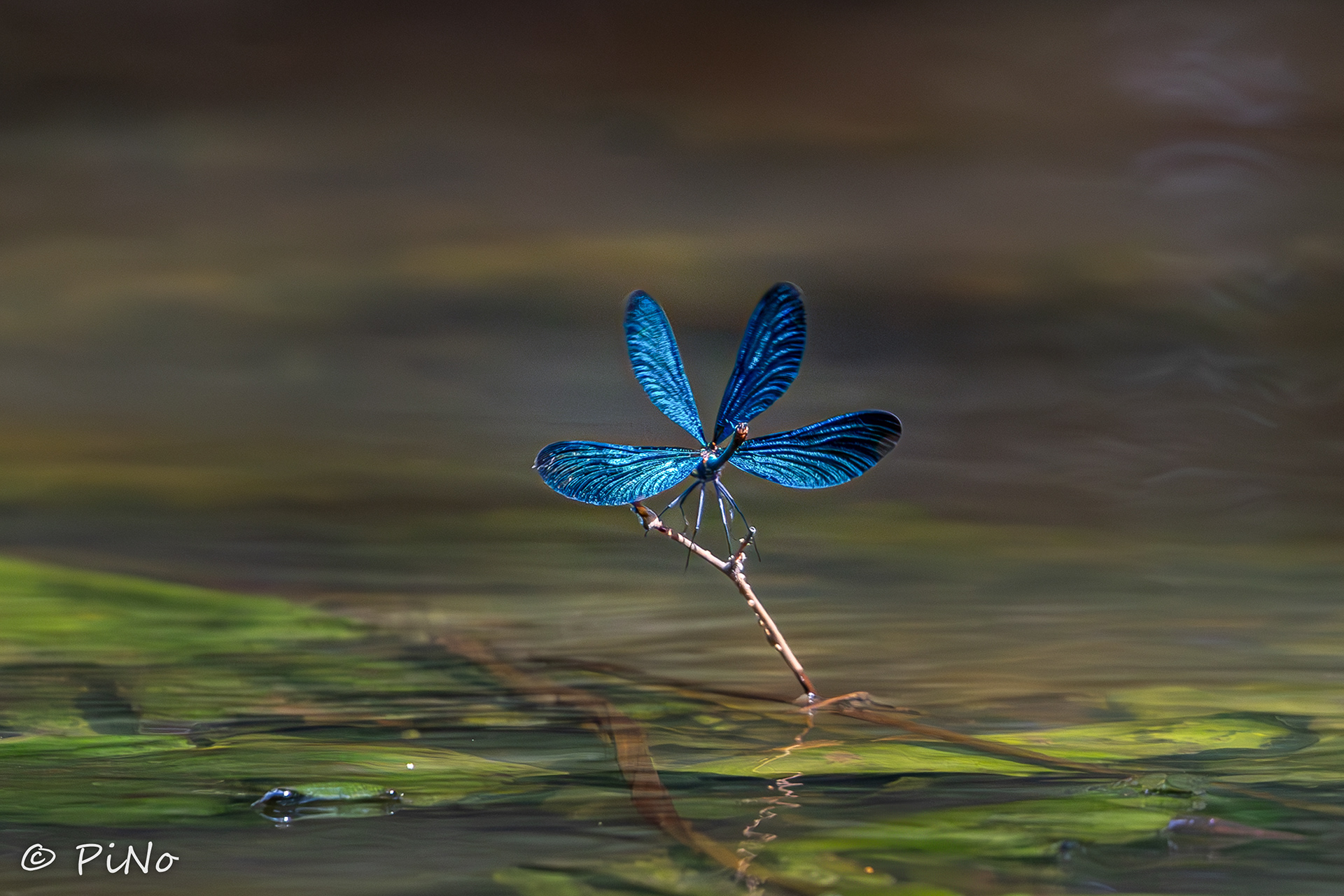 bosbeekjuffer (Calopteryx virgo)