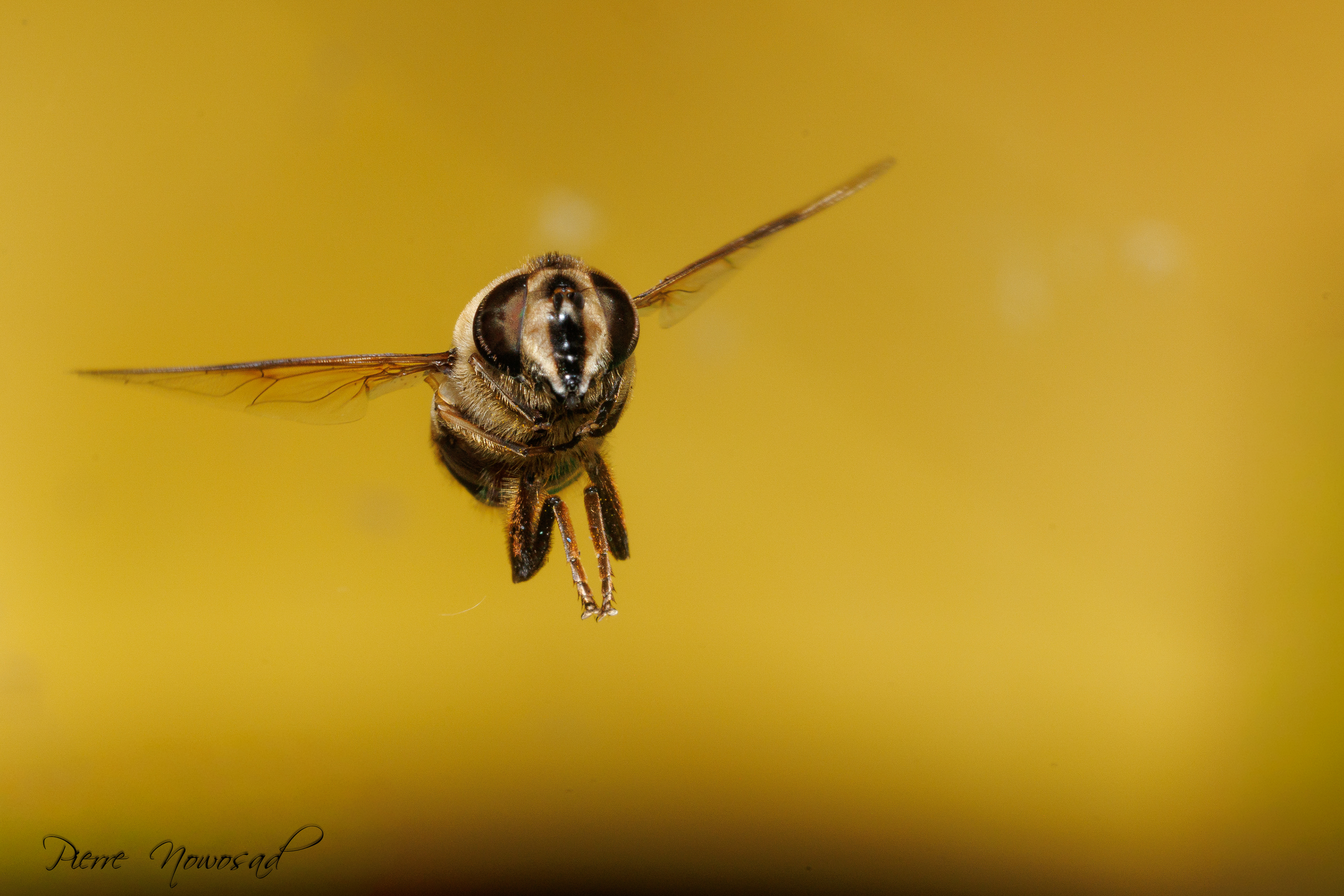 Blinde Bij (Eristalis tenax)