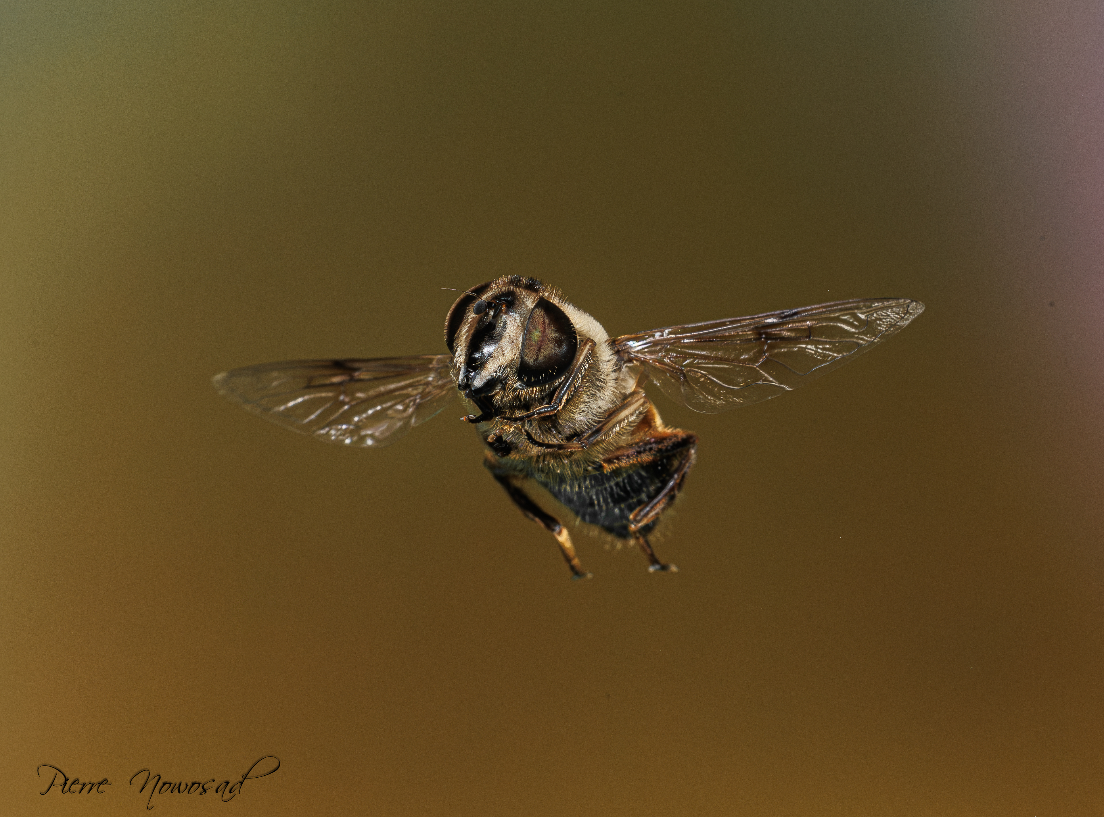 Blinde Bij (Eristalis tenax)