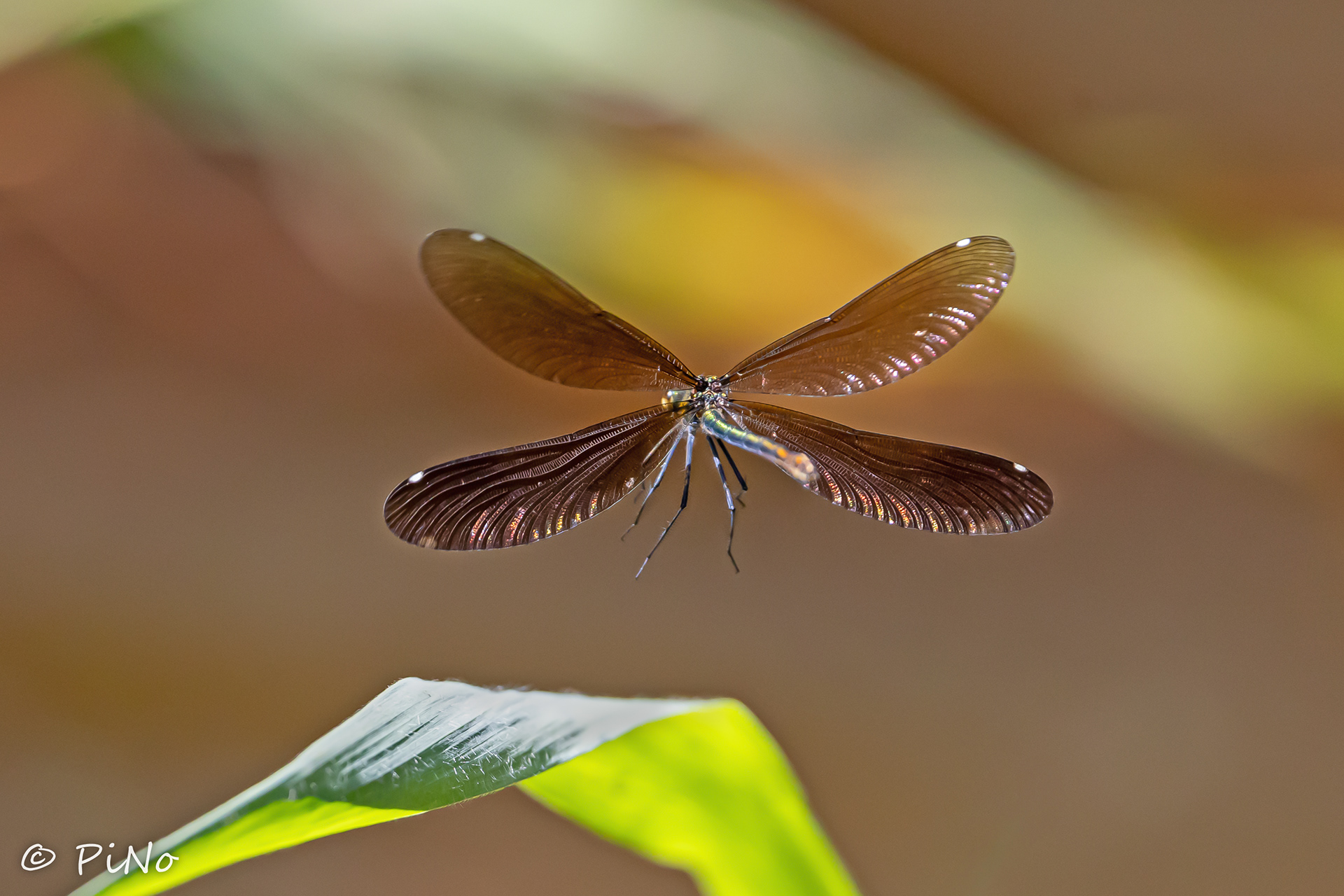 weidebeekjuffer (Calopteryx splendens)