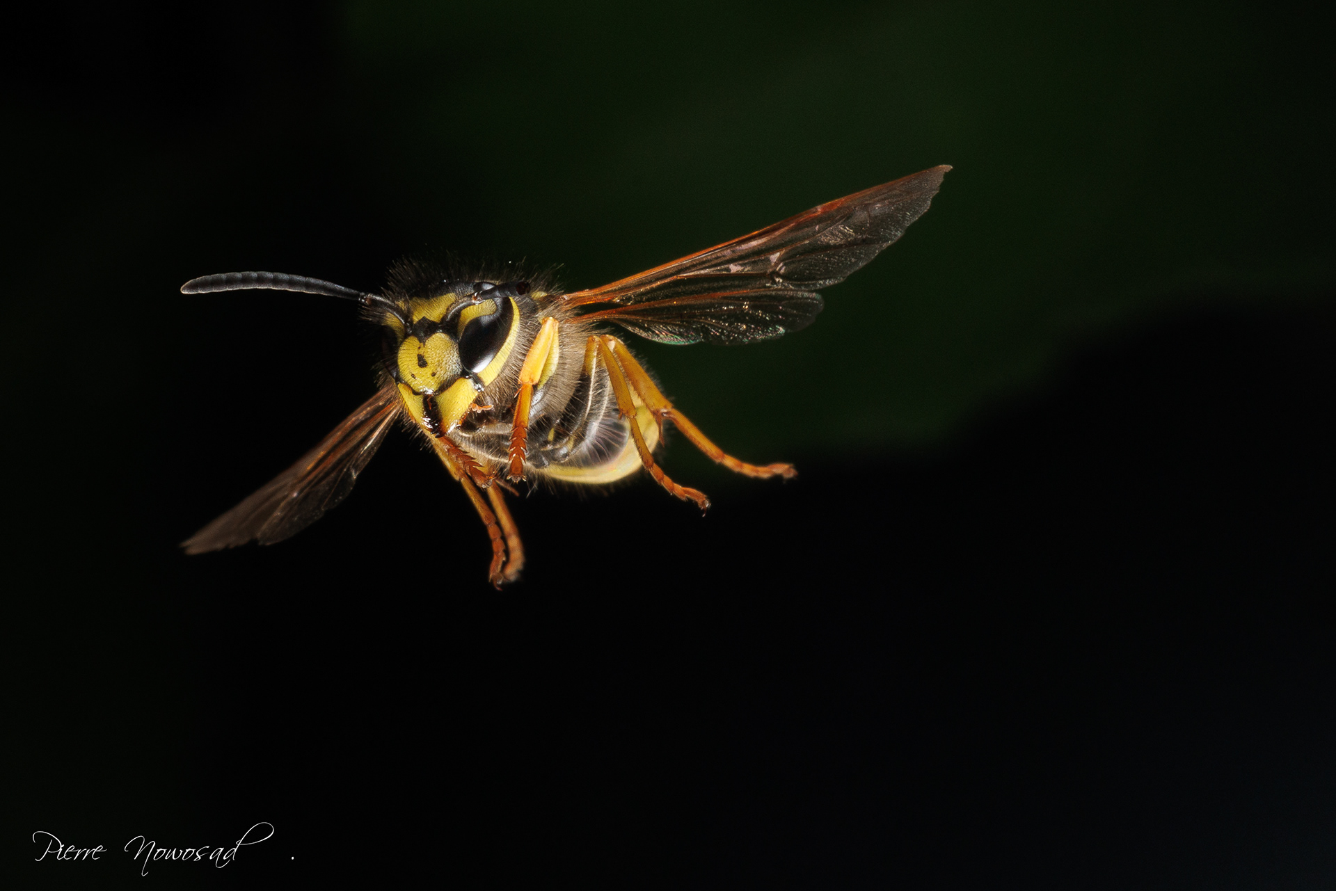 Duitse Wesp  (Vespula germanica)