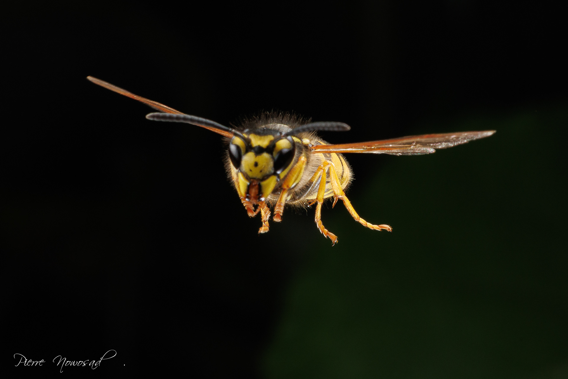 Duitse Wesp  (Vespula germanica)