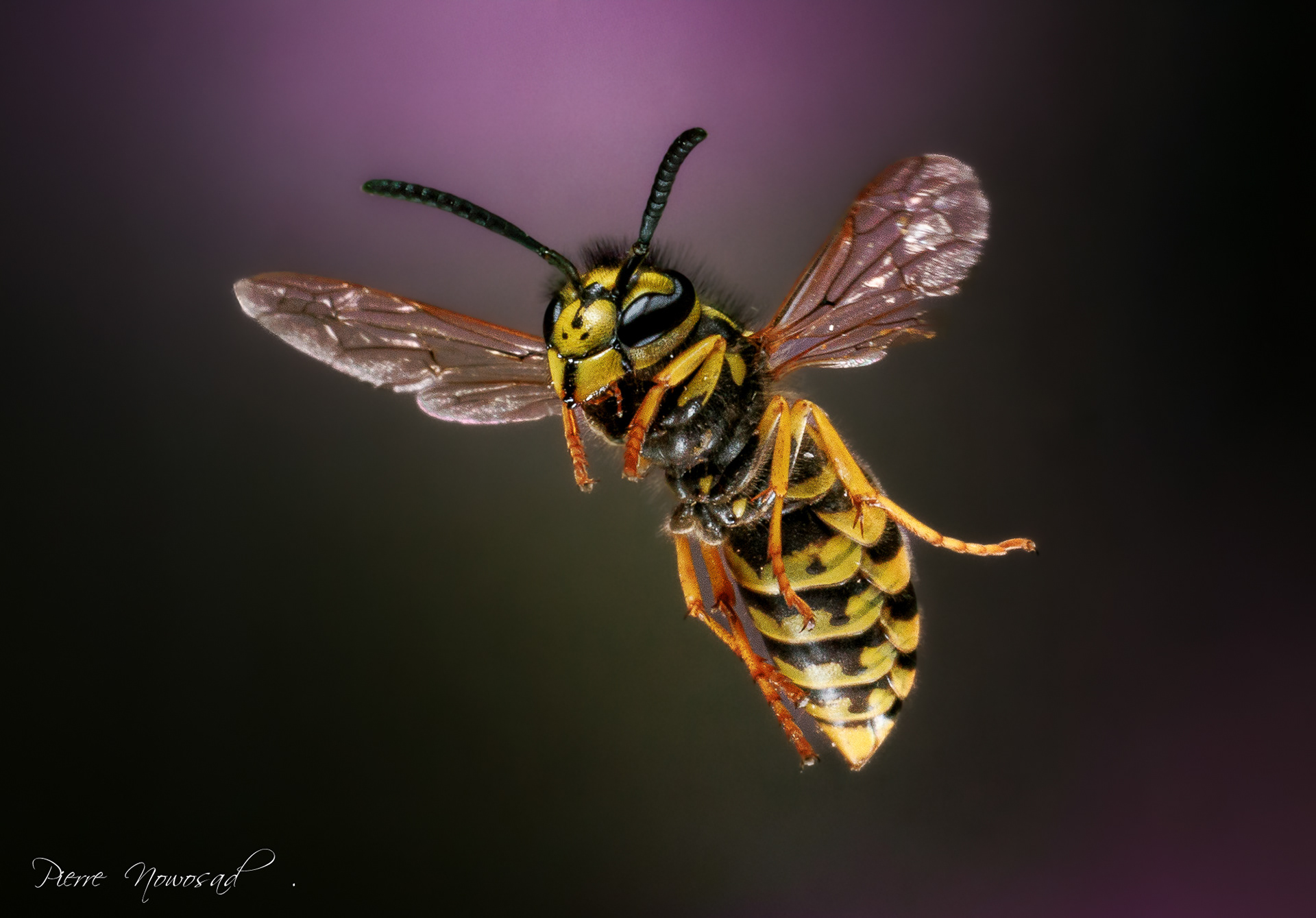 Duitse Wesp  (Vespula germanica)