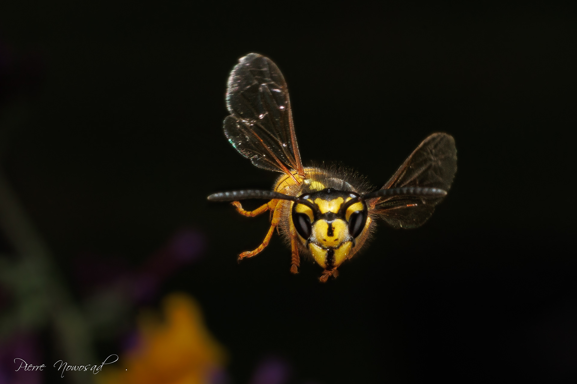 Duitse Wesp  (Vespula germanica)