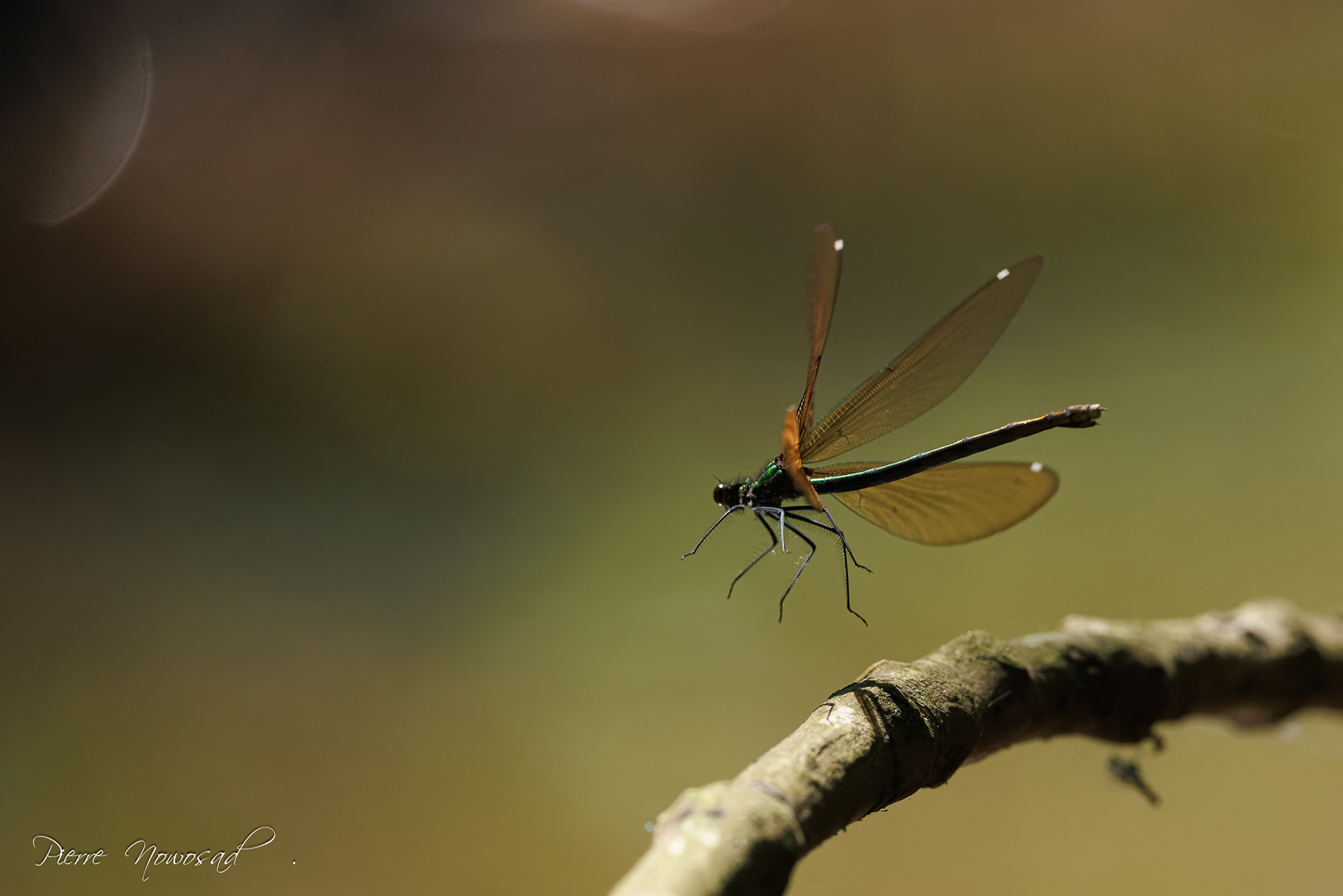 bosbeekjuffer (Calopteryx virgo)
