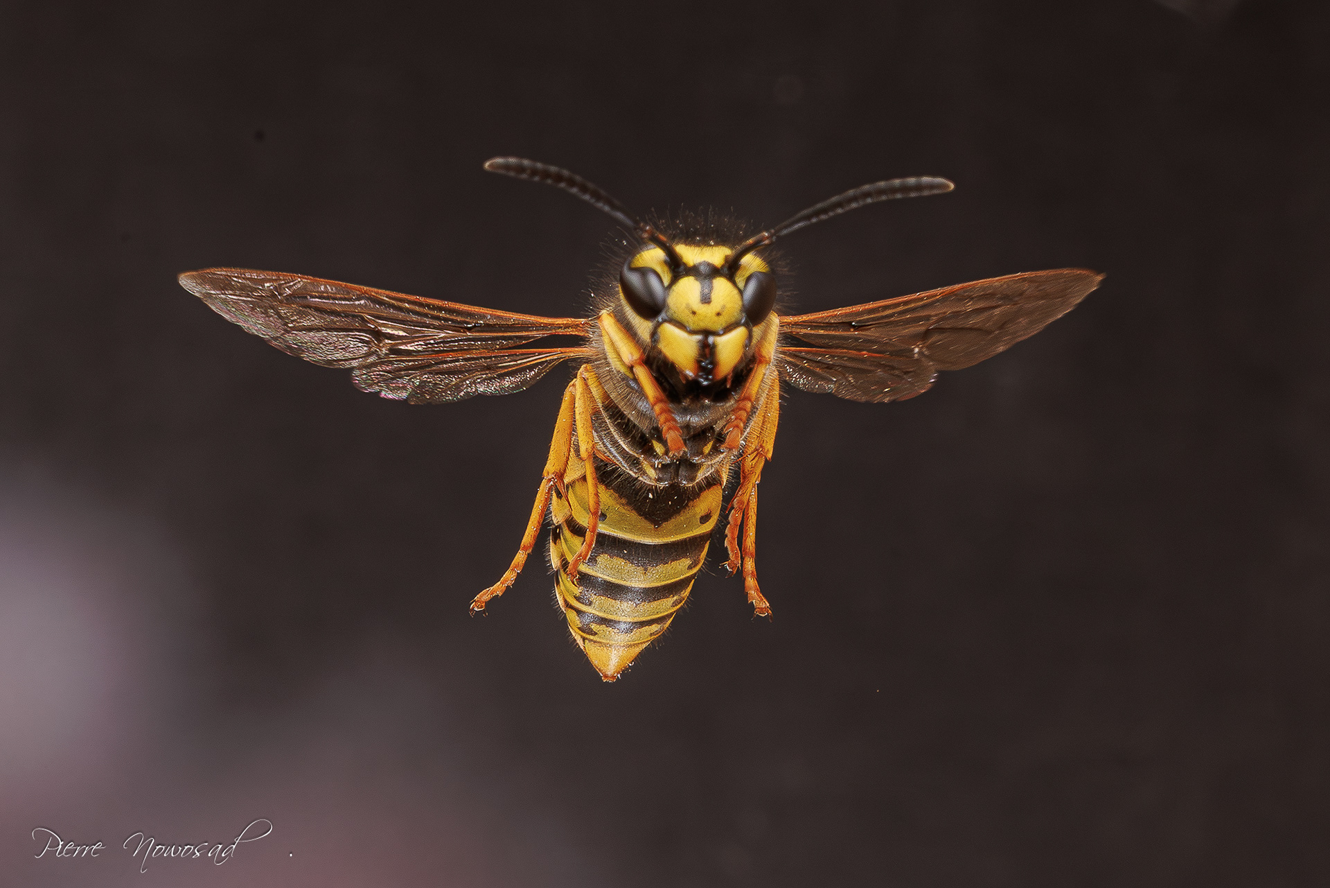 Duitse Wesp  (Vespula germanica)
