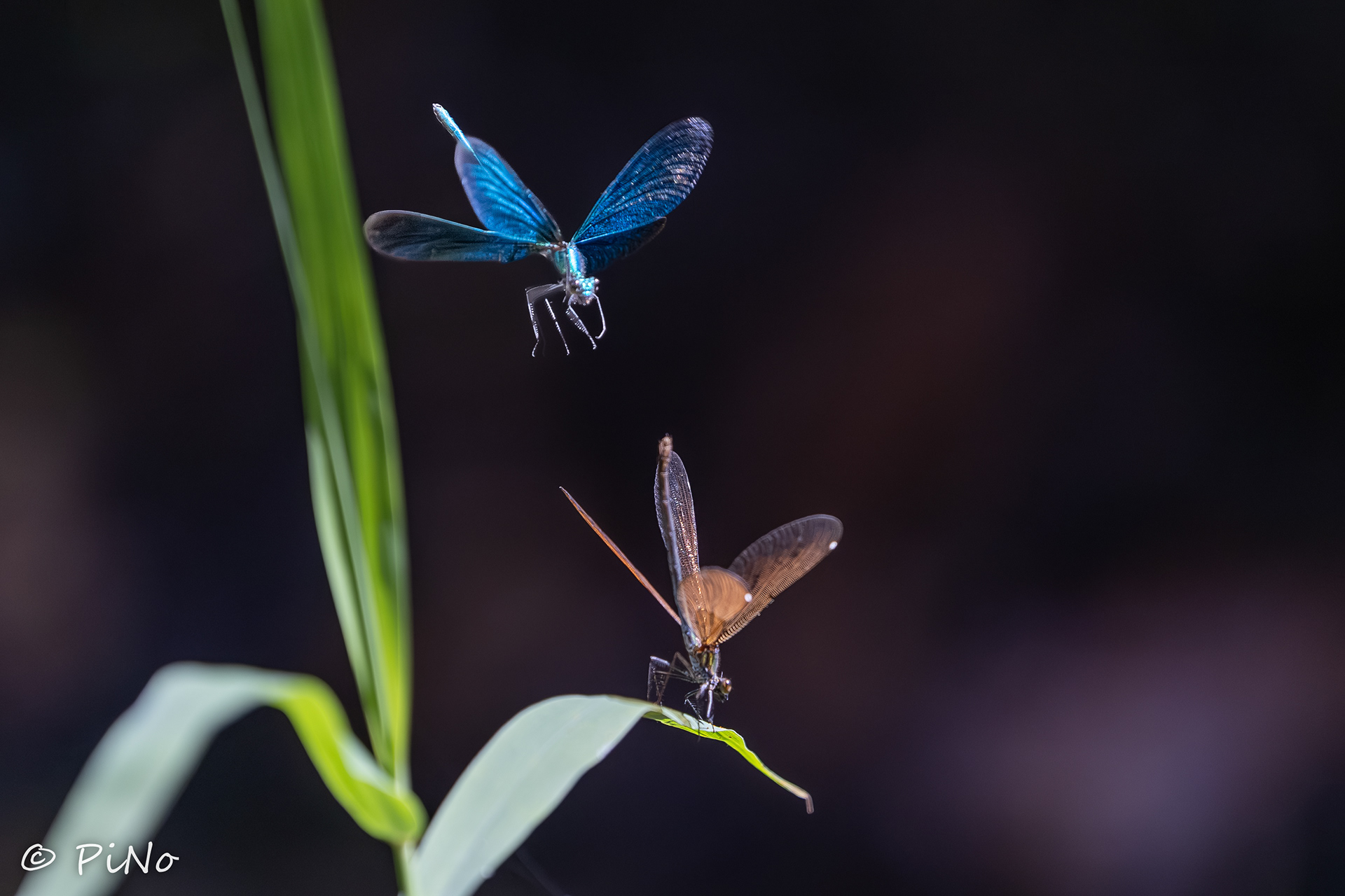 bosbeekjuffer (Calopteryx virgo)