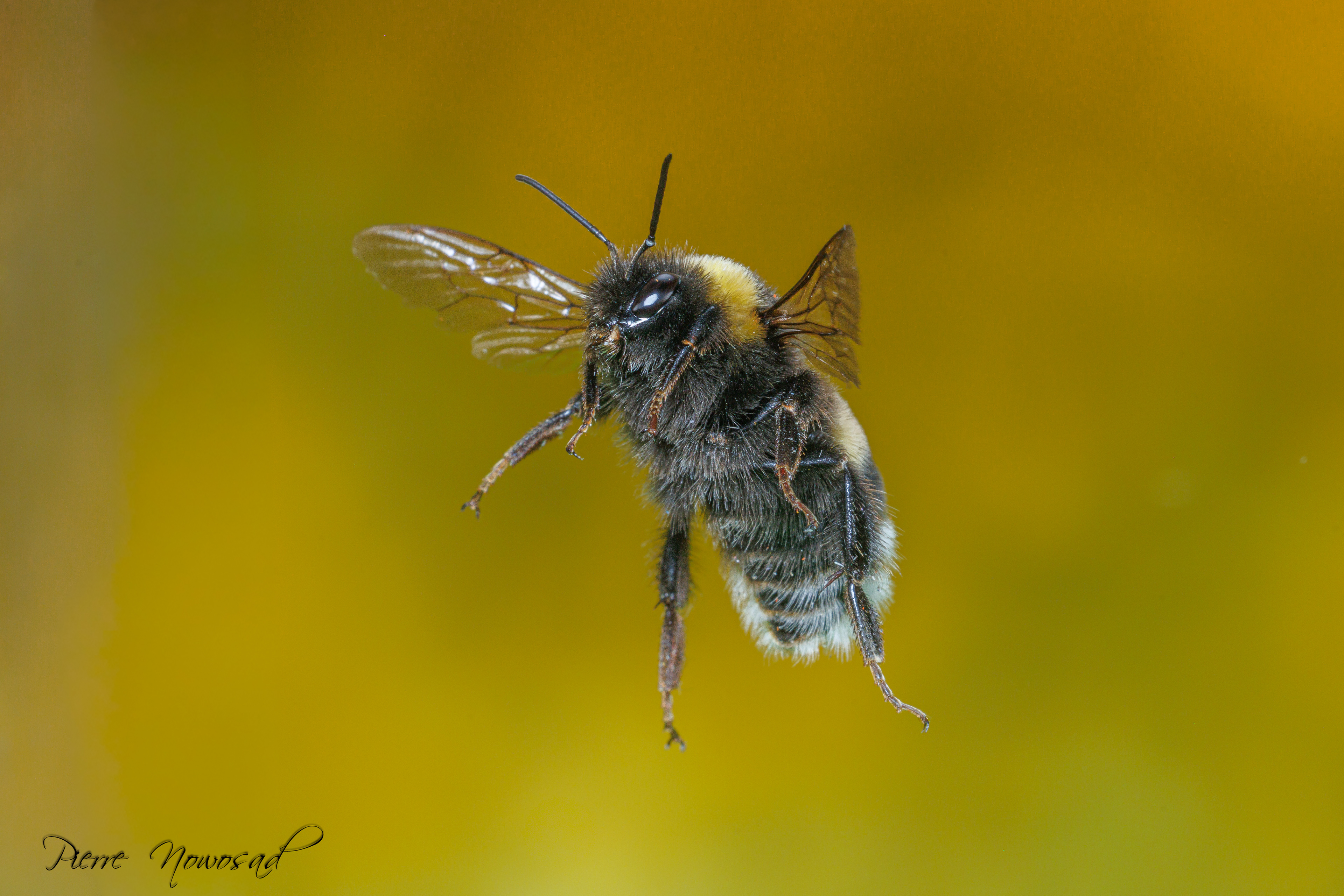 aardhommel