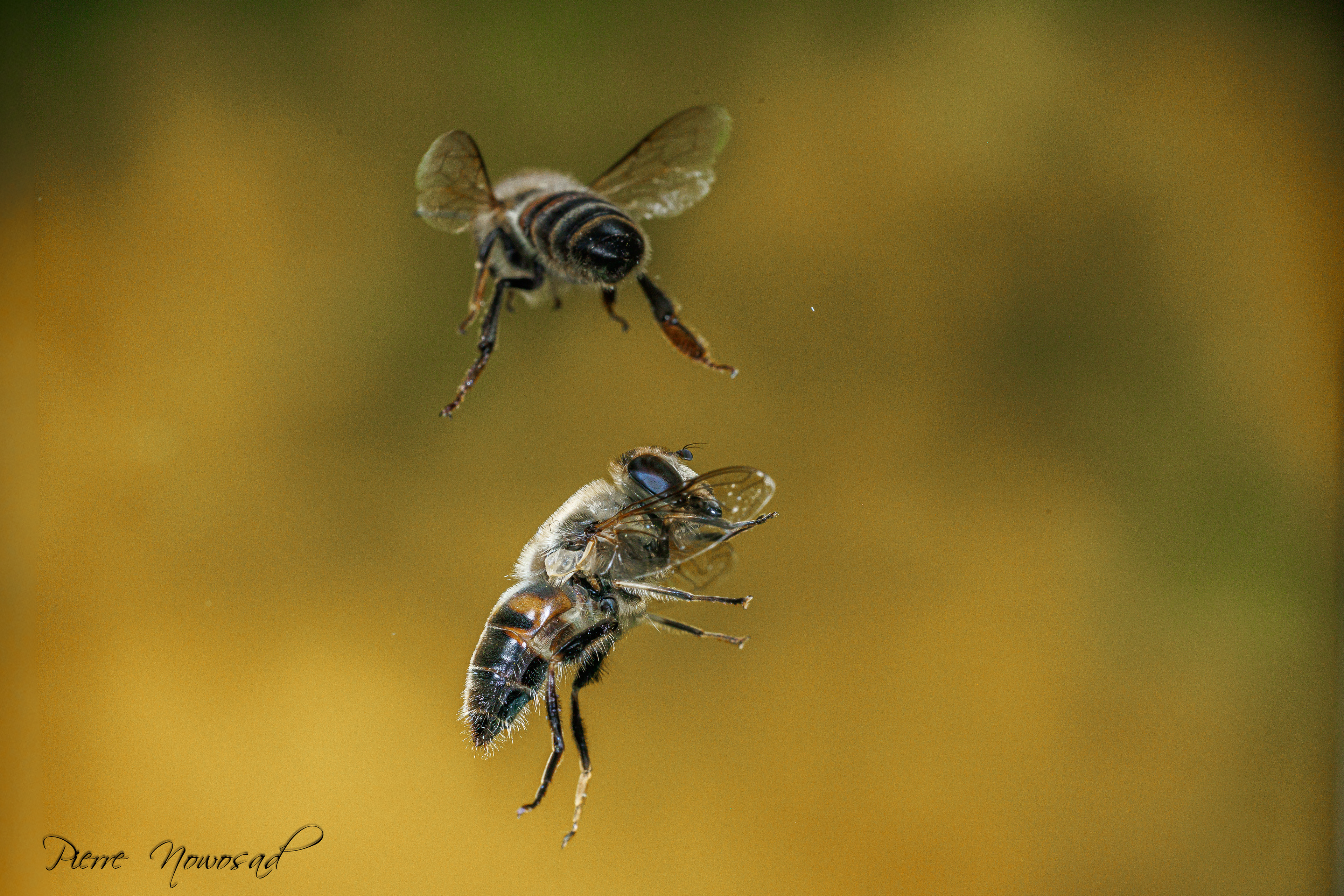Blinde Bij (Eristalis tenax)