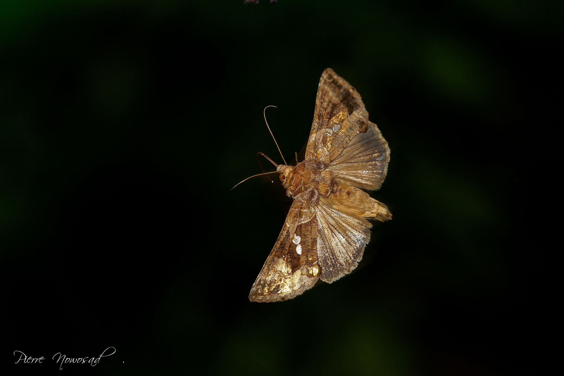 Turkse uil (Chysodeixis chalcites)