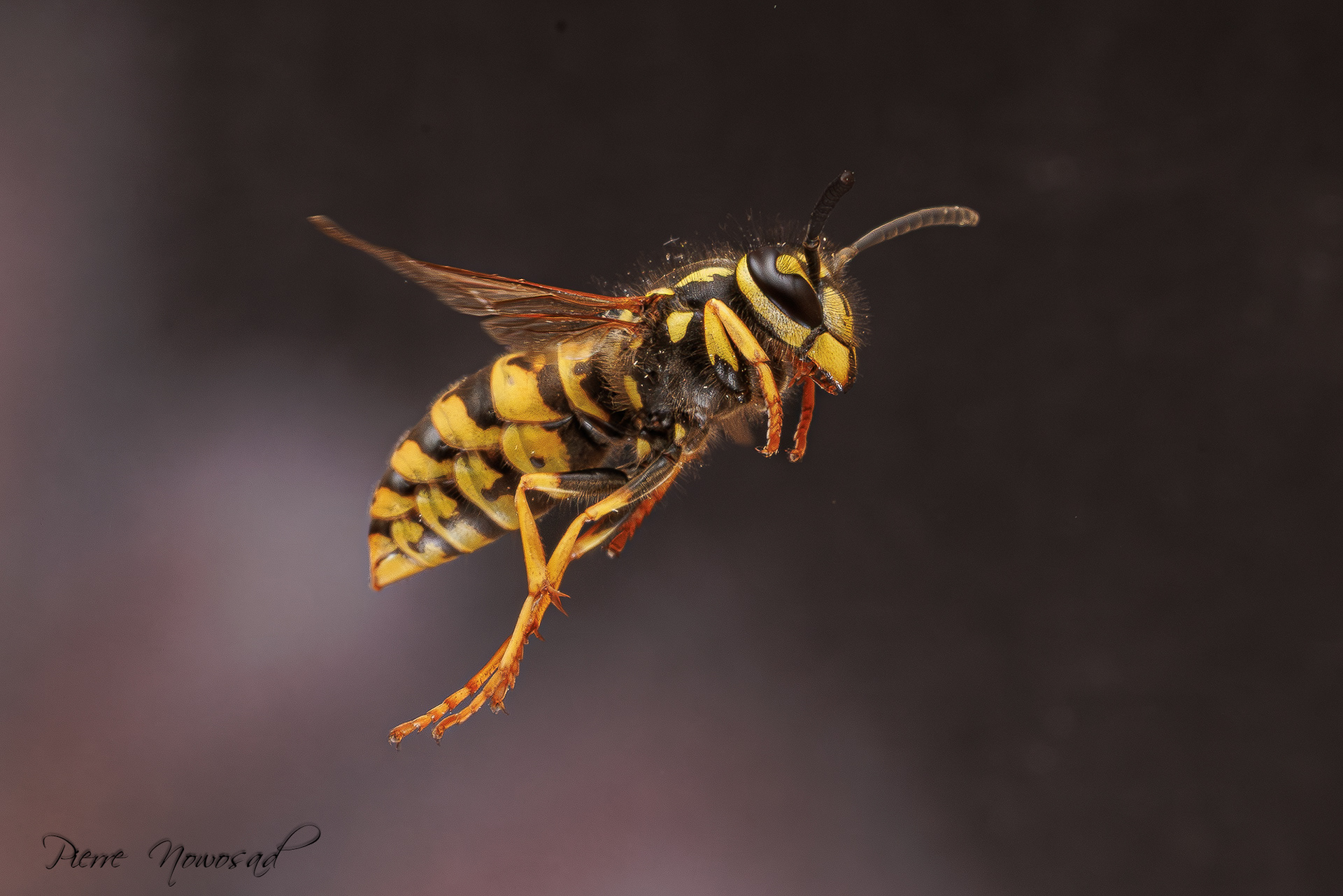 Duitse Wesp  (Vespula germanica)