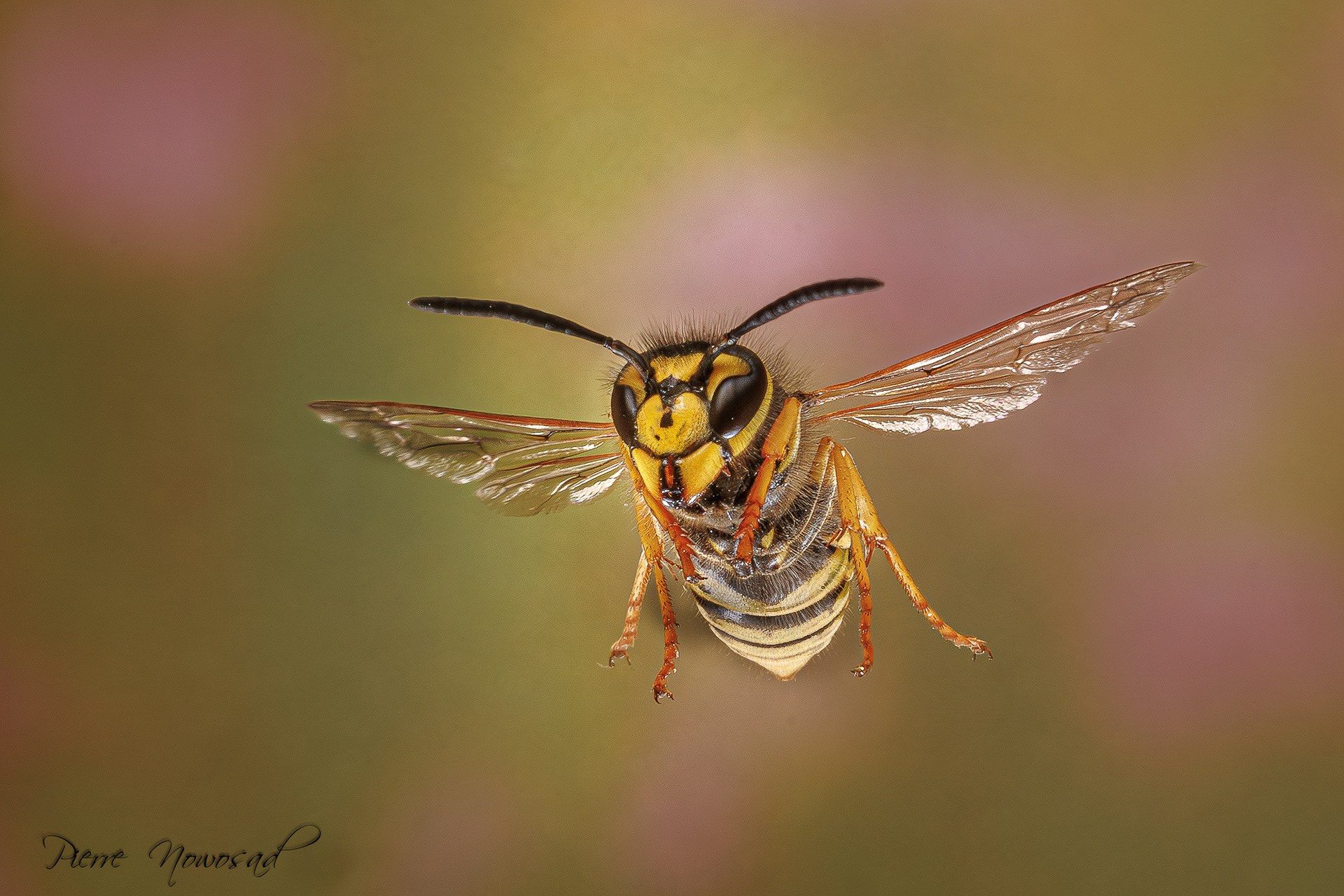 Duitse Wesp  (Vespula germanica)