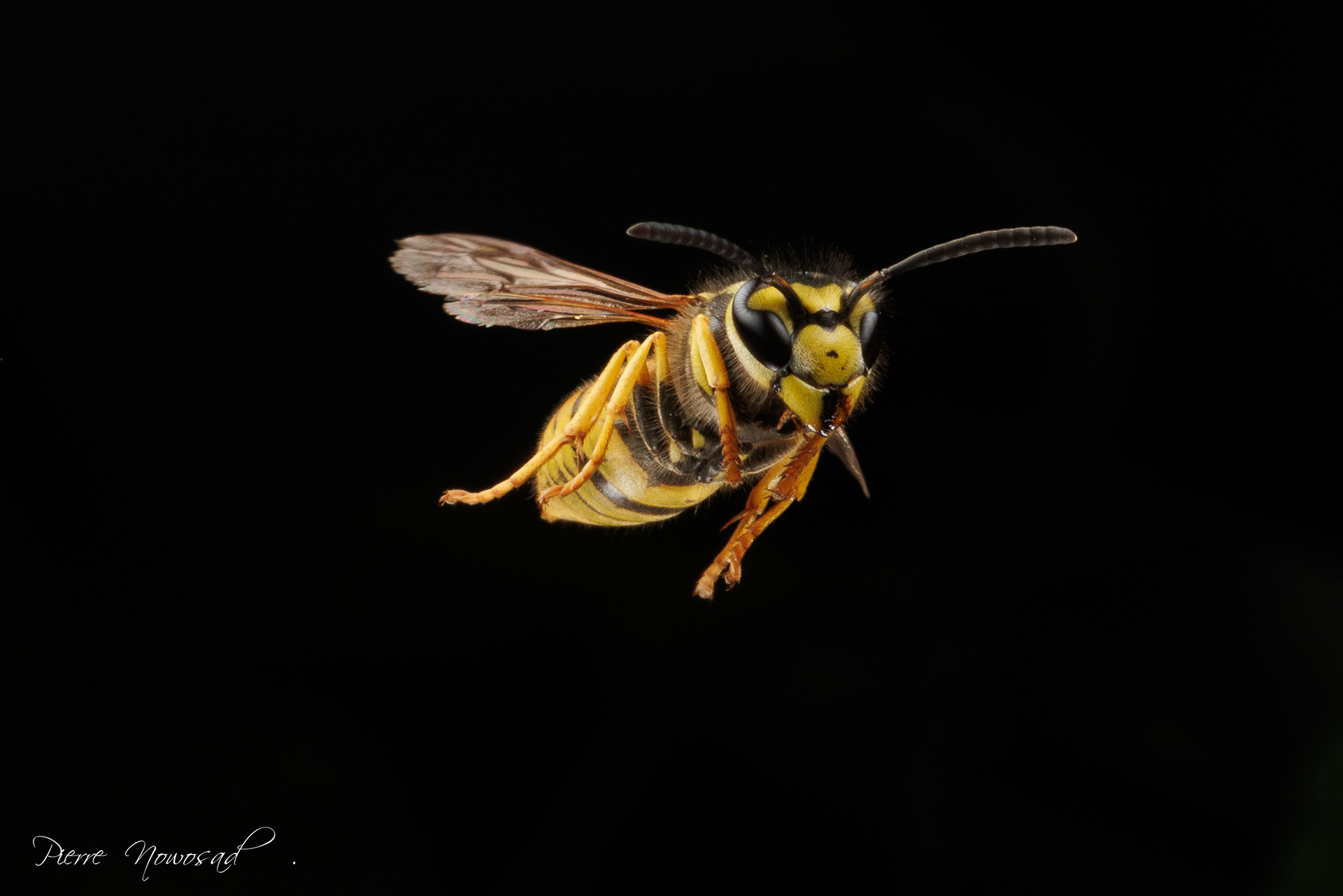 Duitse Wesp  (Vespula germanica)