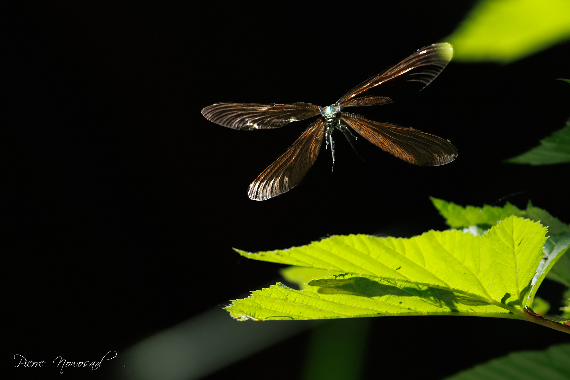 bosbeekjuffer (Calopteryx virgo)