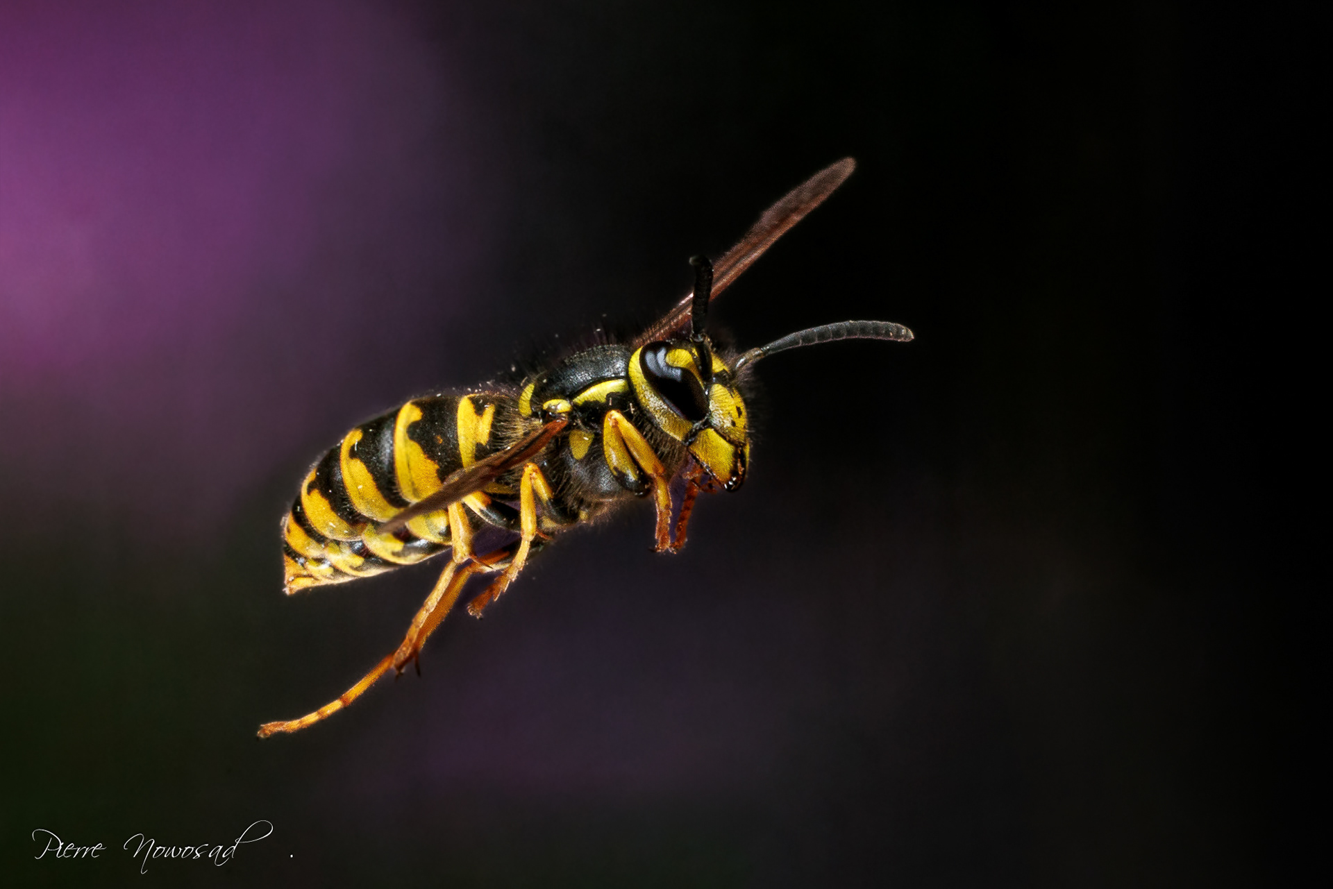 Duitse Wesp  (Vespula germanica)