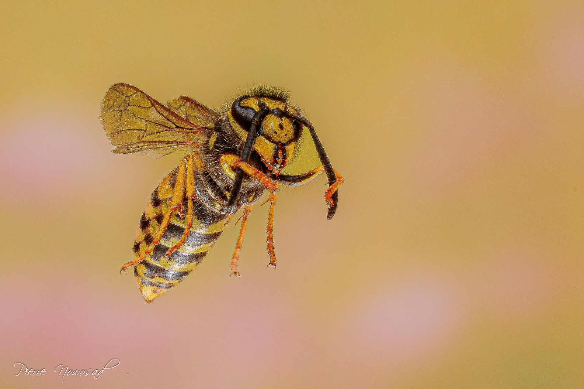 Duitse Wesp  (Vespula germanica)