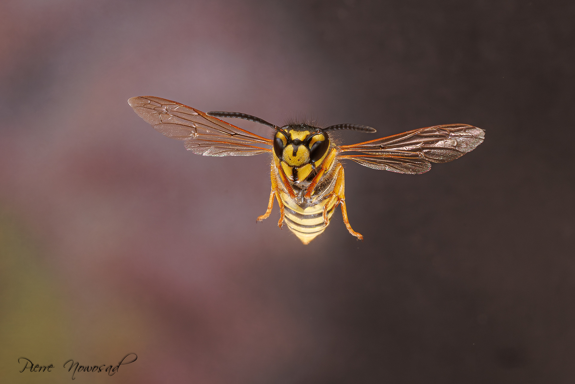 Duitse Wesp  (Vespula germanica)