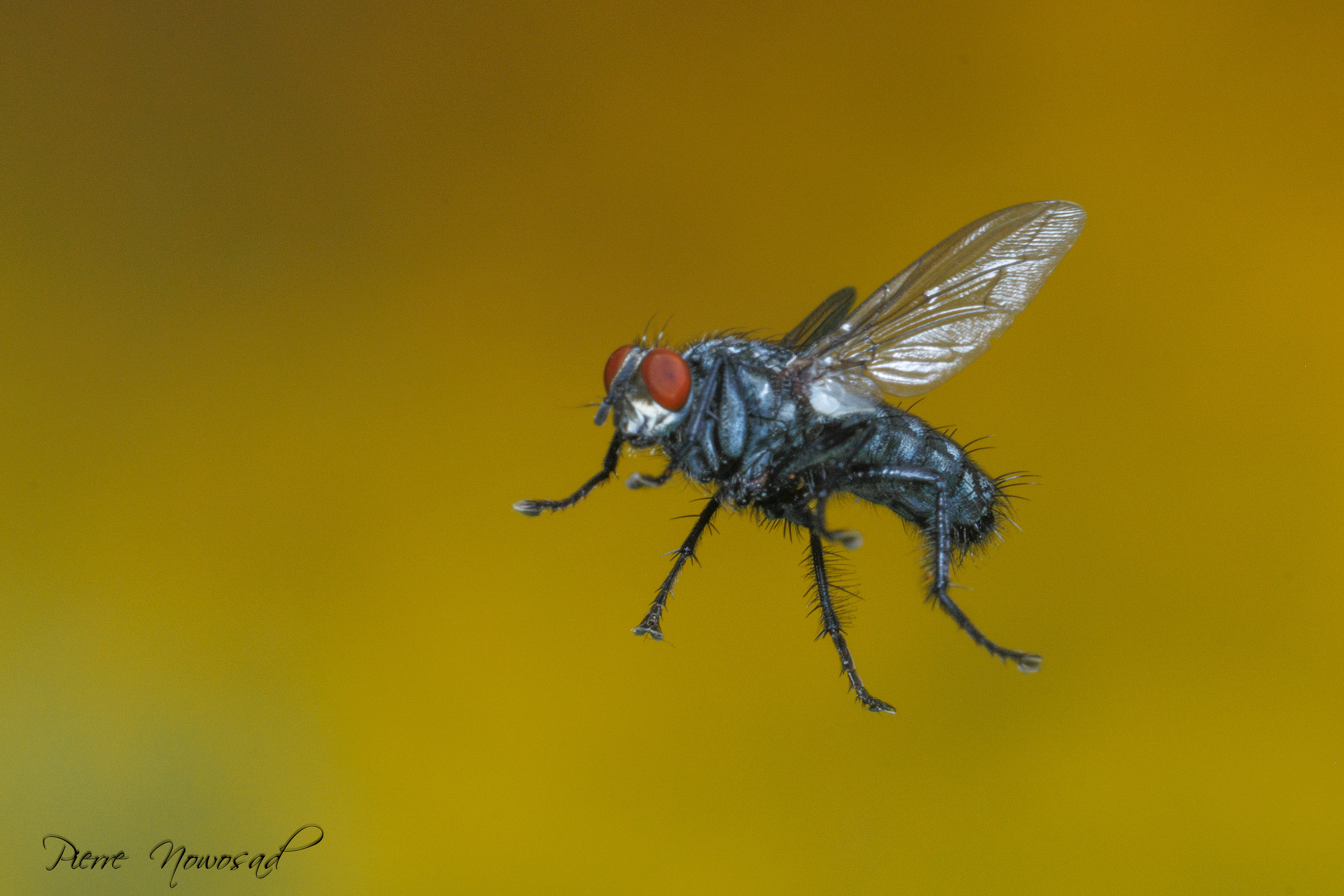 Dambordvlieg (Sarcophagidae)