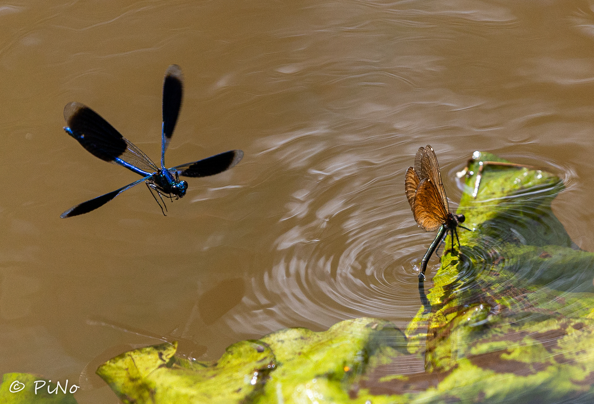weidebeekjuffer (Calopteryx splendens)