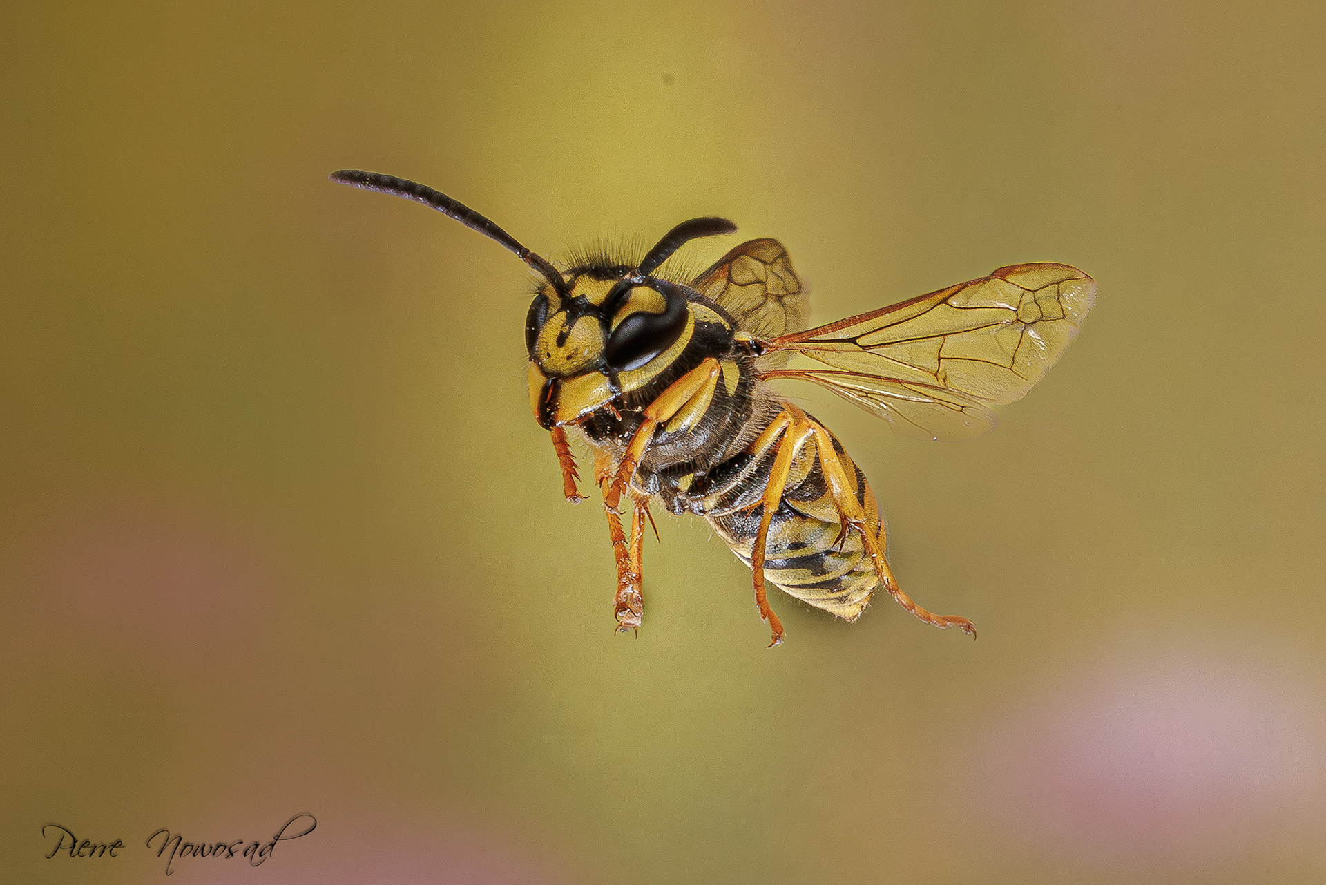 Duitse Wesp  (Vespula germanica)