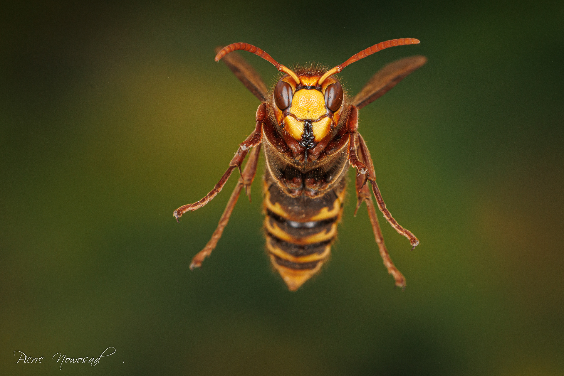 Europese Hoornaar(Vespa crabro)