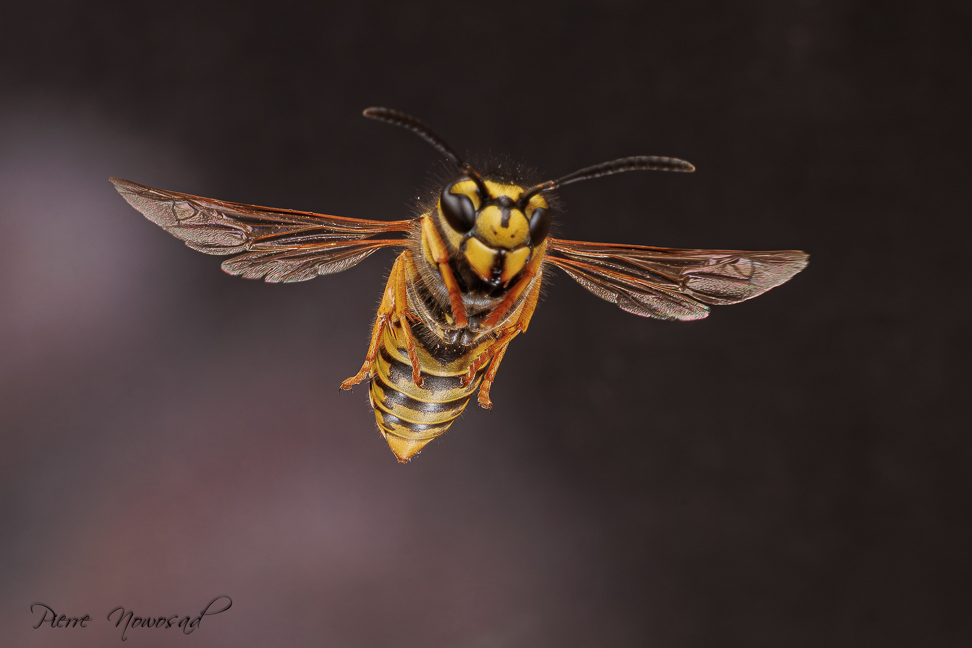 Duitse Wesp  (Vespula germanica)