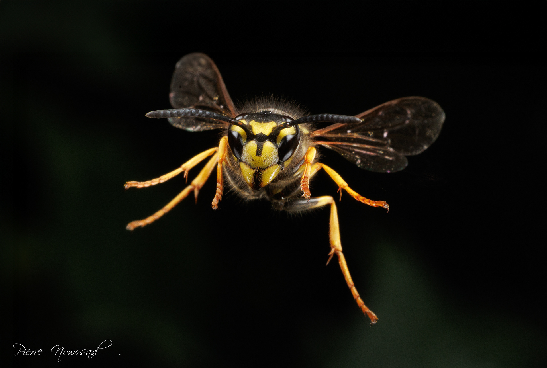 Duitse Wesp  (Vespula germanica)