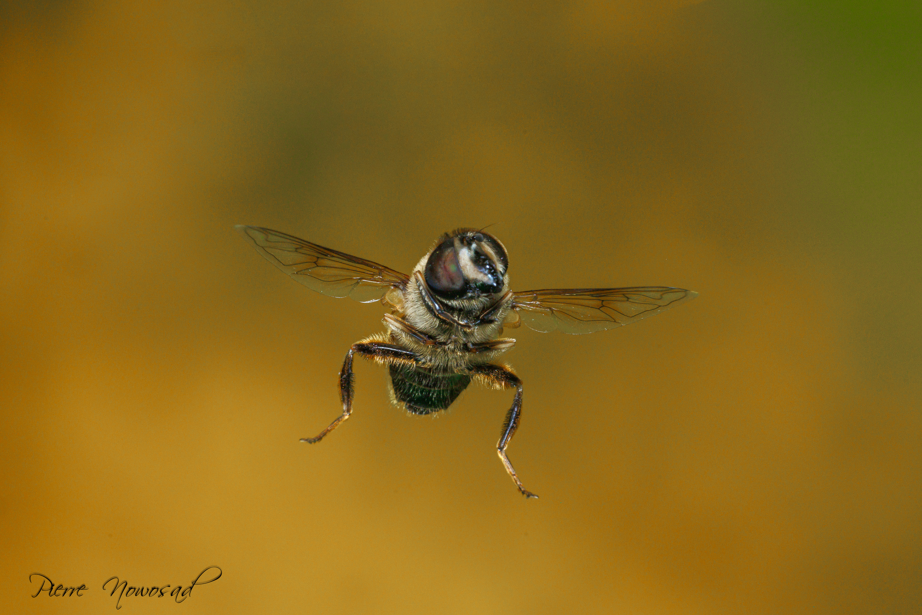 Blinde Bij (Eristalis tenax)
