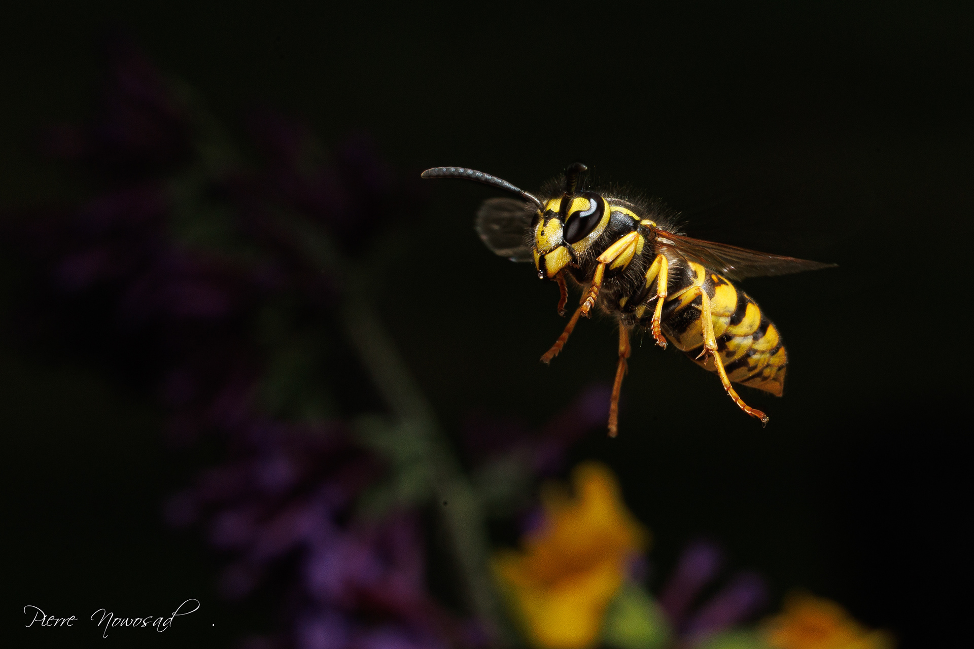 Duitse Wesp  (Vespula germanica)