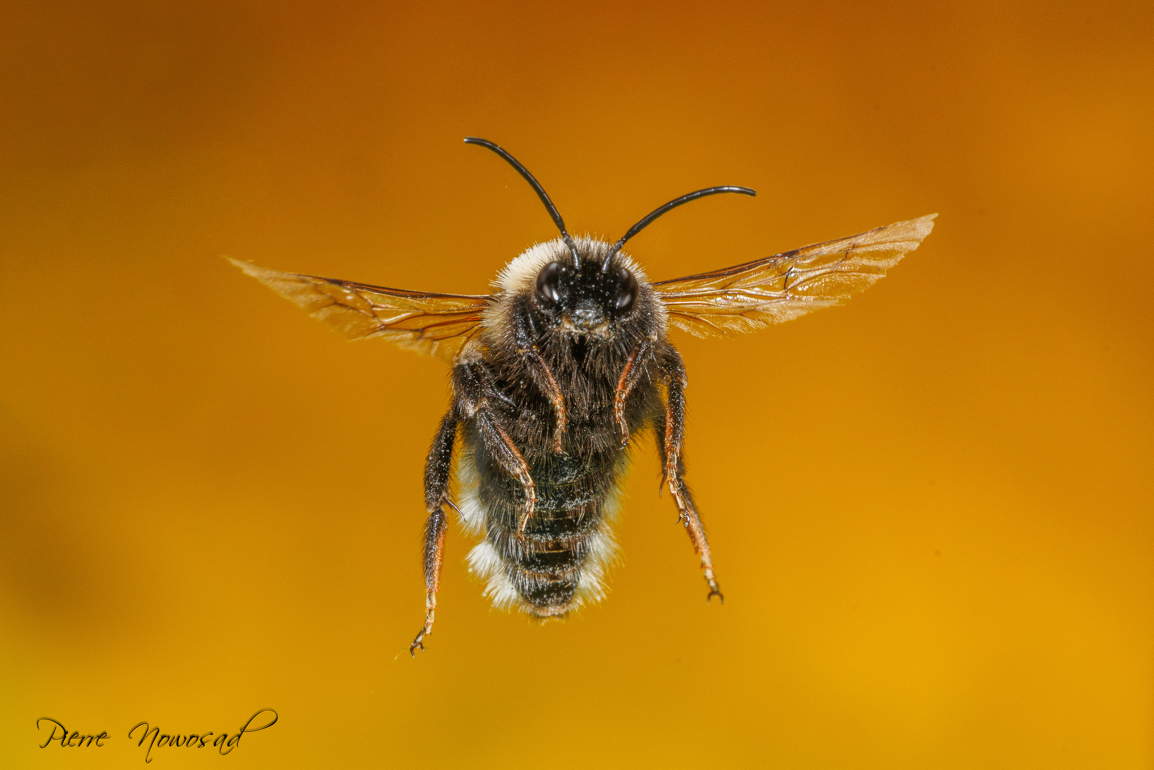 aardhommel