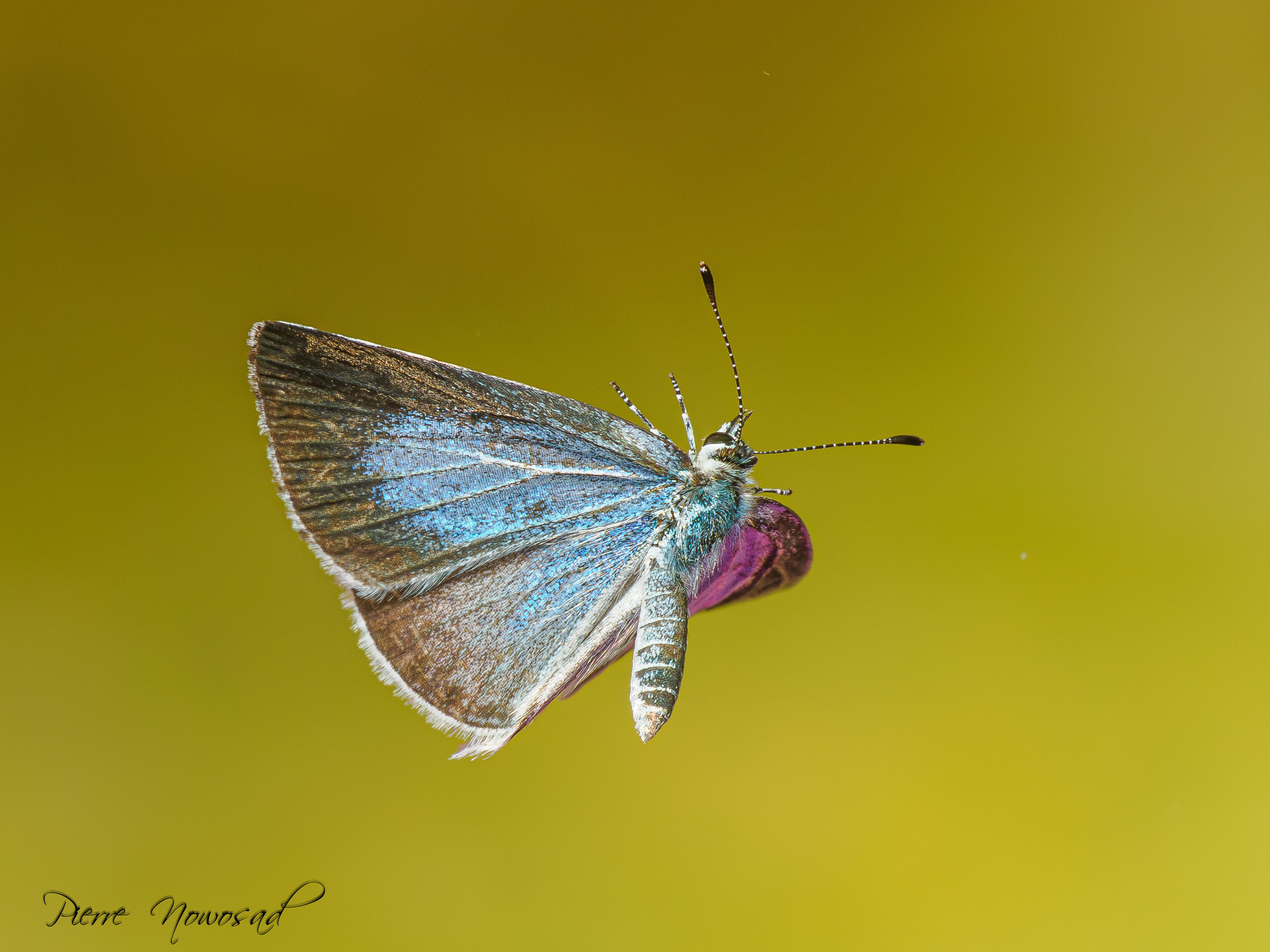 Boomblauwtje (Celastrina argiolus)