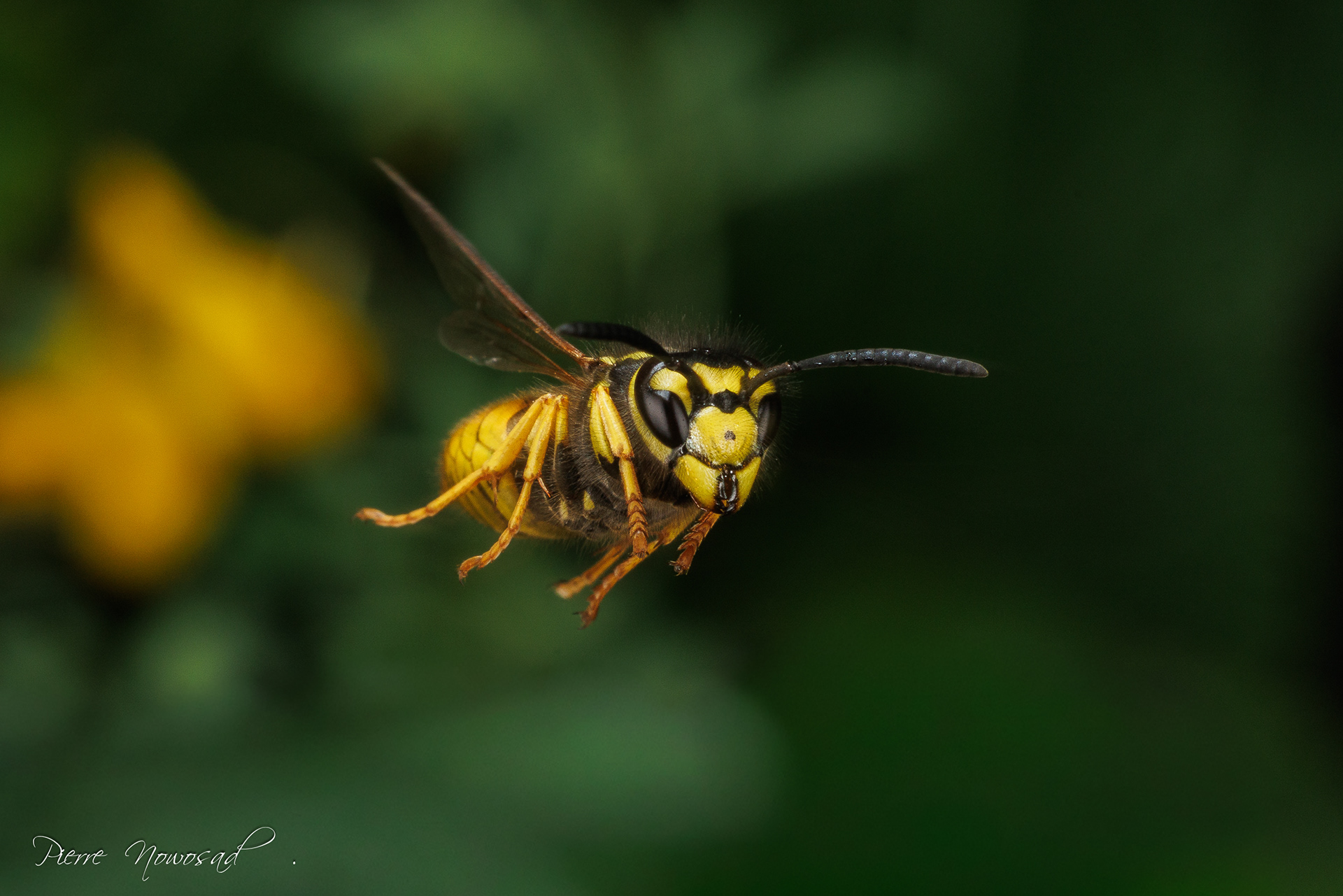Duitse Wesp  (Vespula germanica)