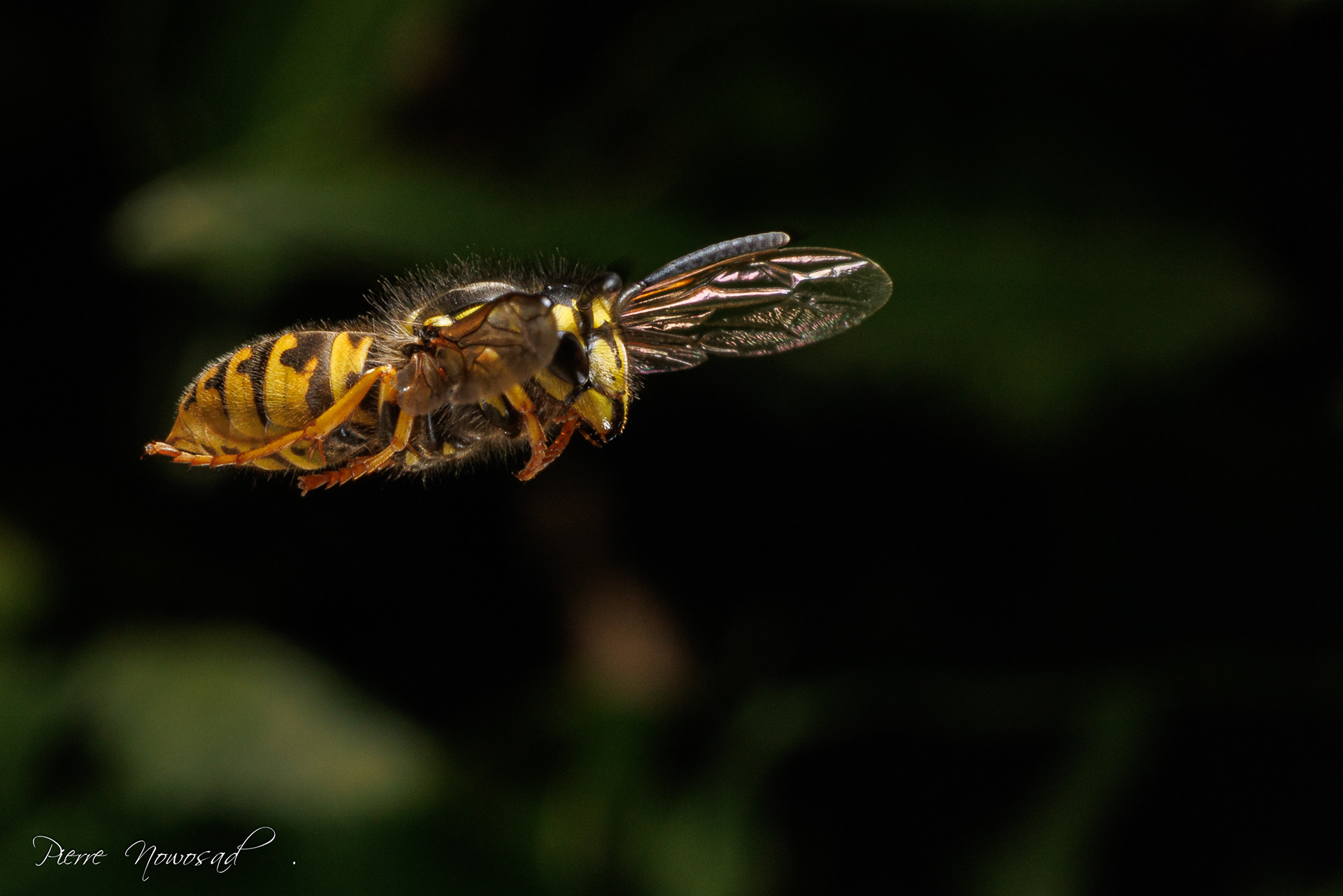 Duitse Wesp  (Vespula germanica)