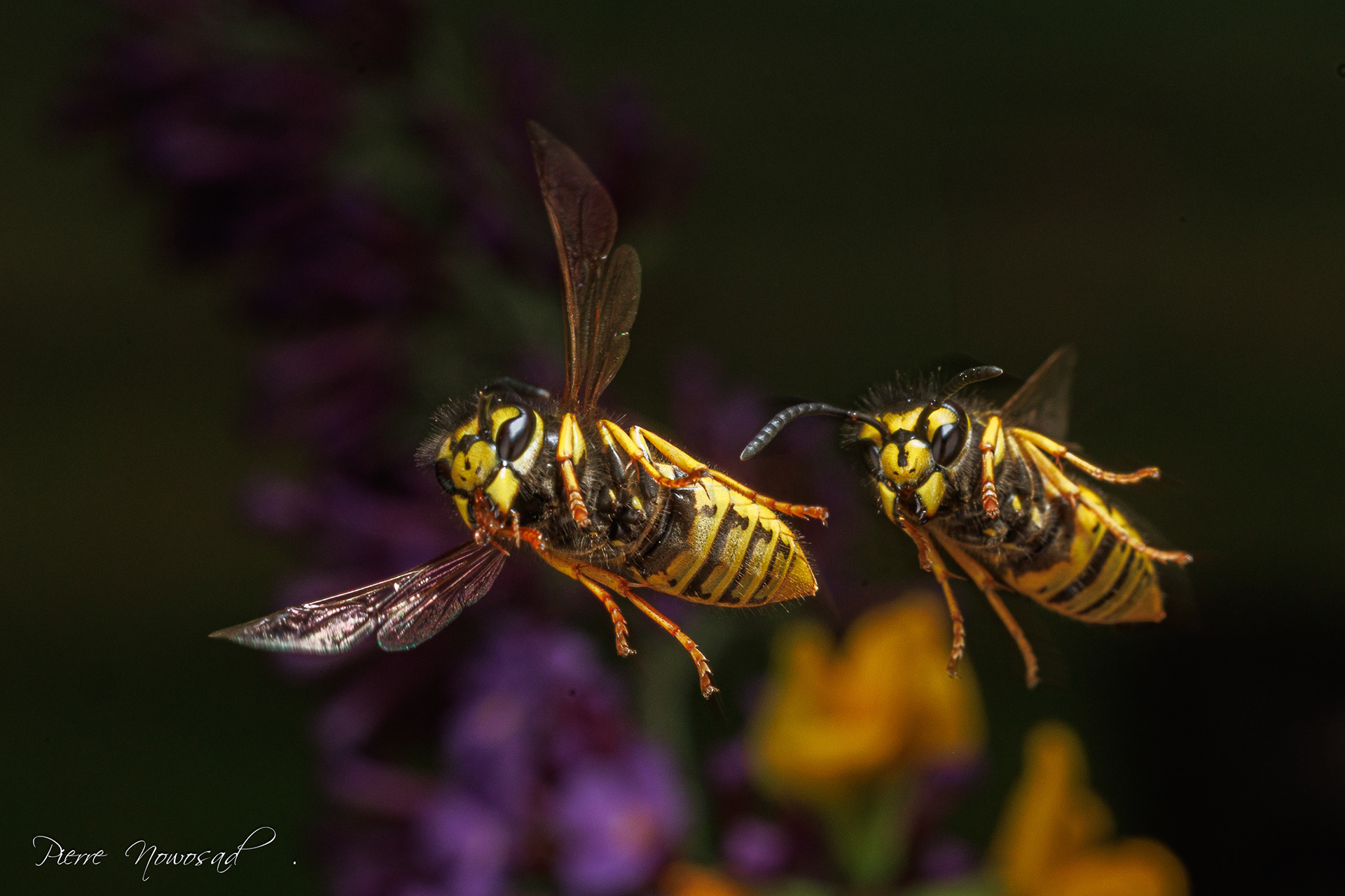Duitse Wesp  (Vespula germanica)
