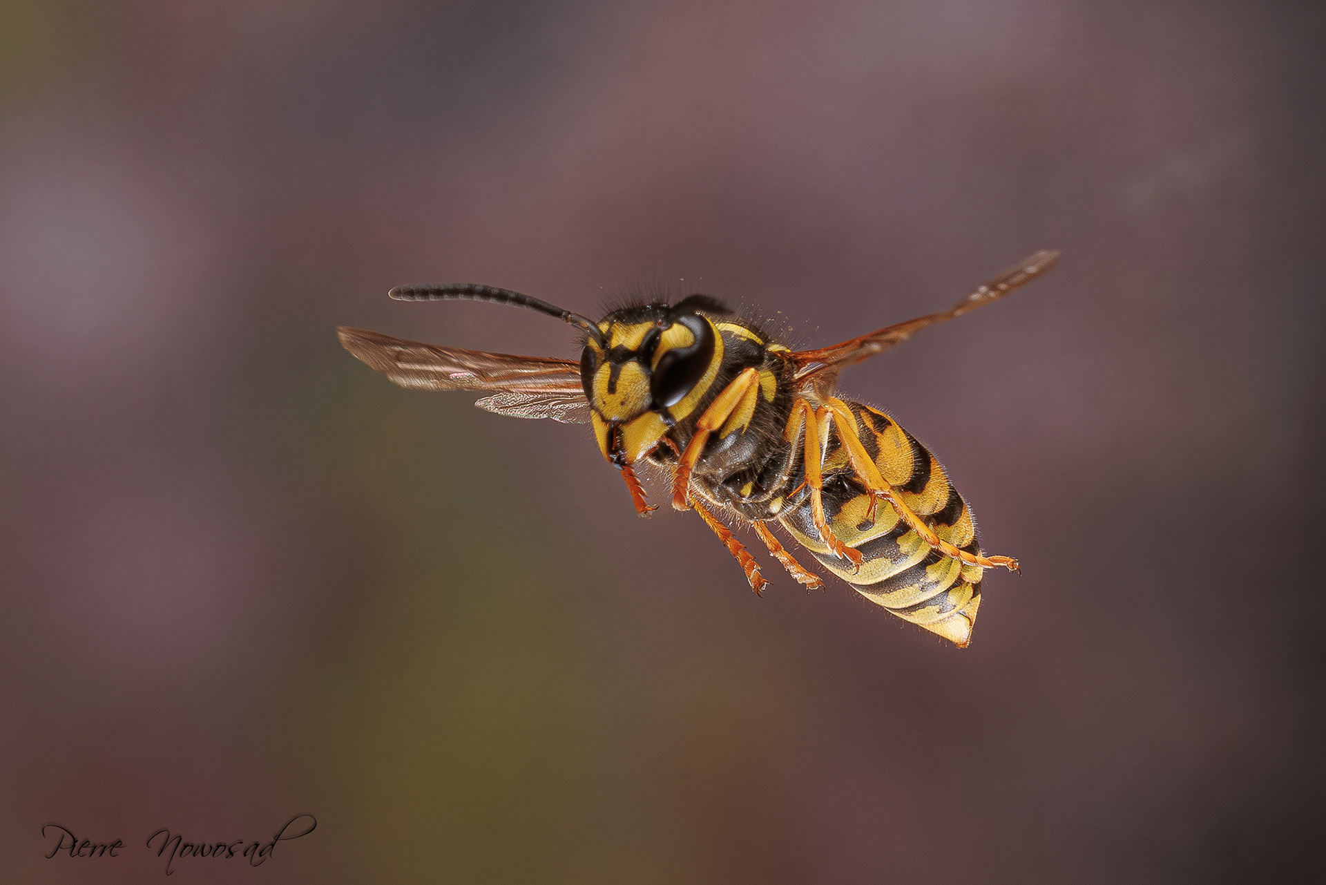 Duitse Wesp  (Vespula germanica)