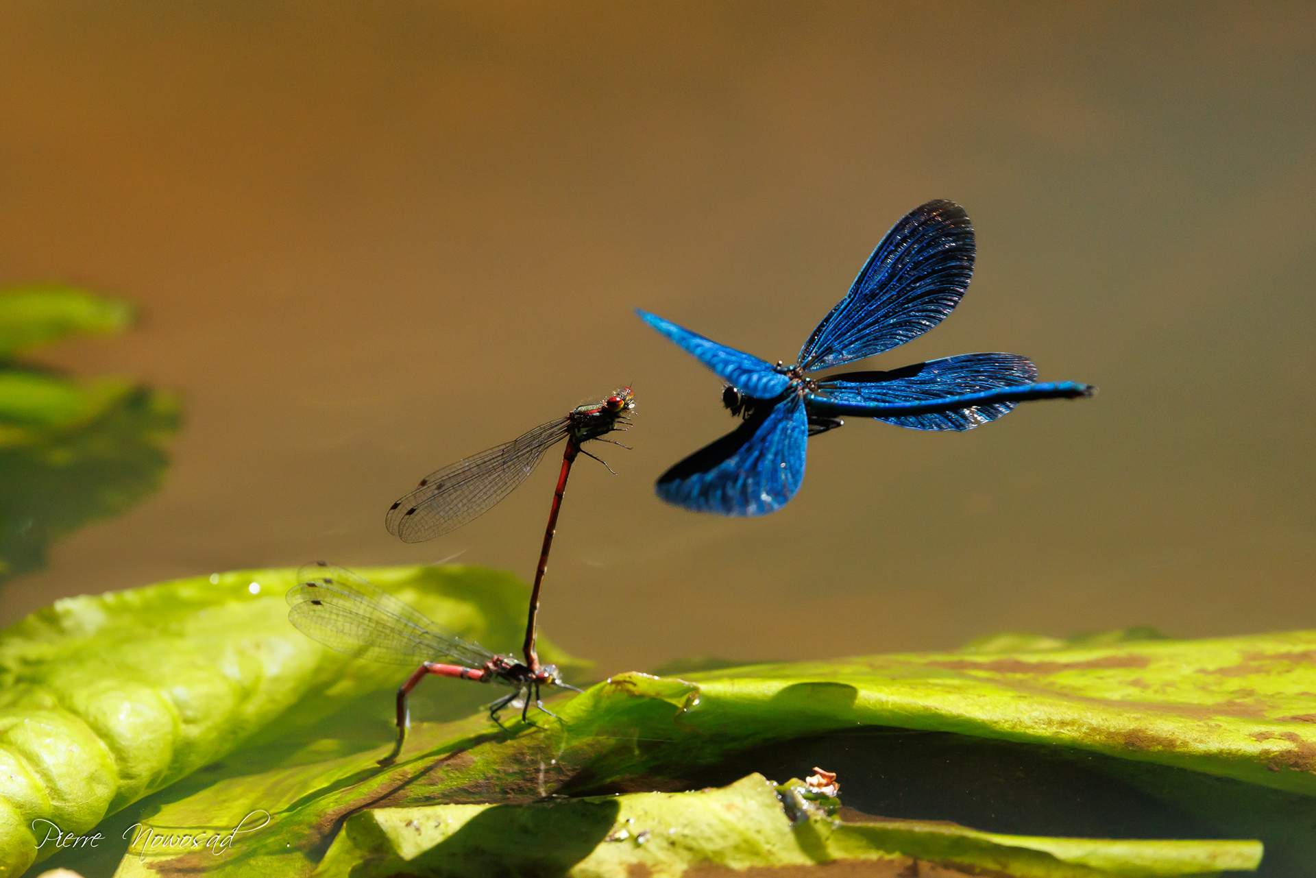 bosbeekjuffer (Calopteryx virgo)