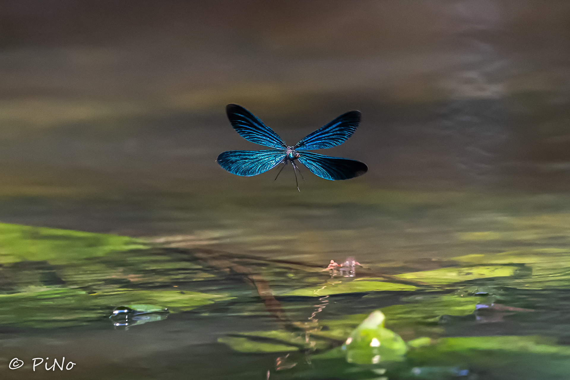 bosbeekjuffer (Calopteryx virgo)