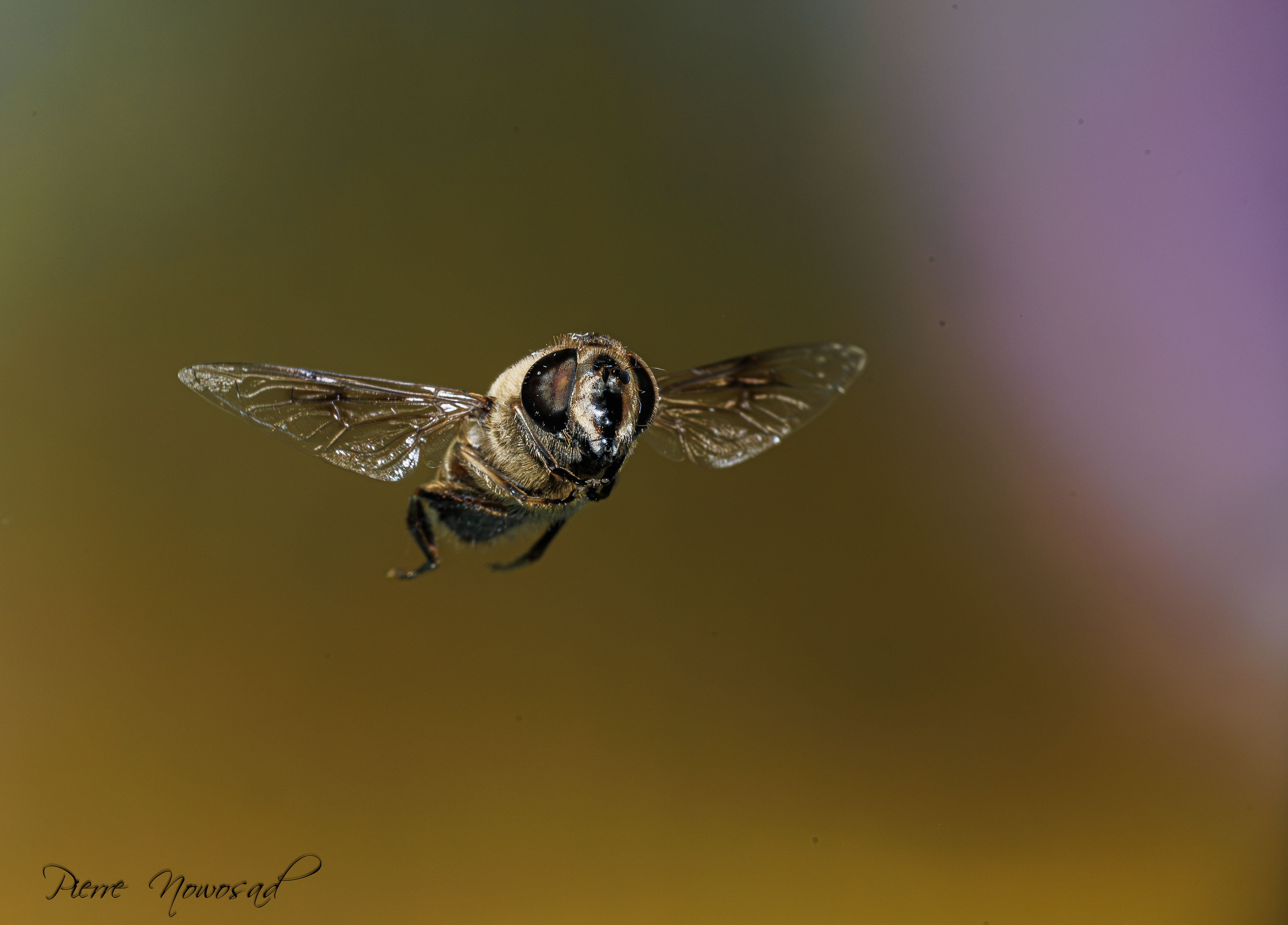 Blinde Bij (Eristalis tenax)