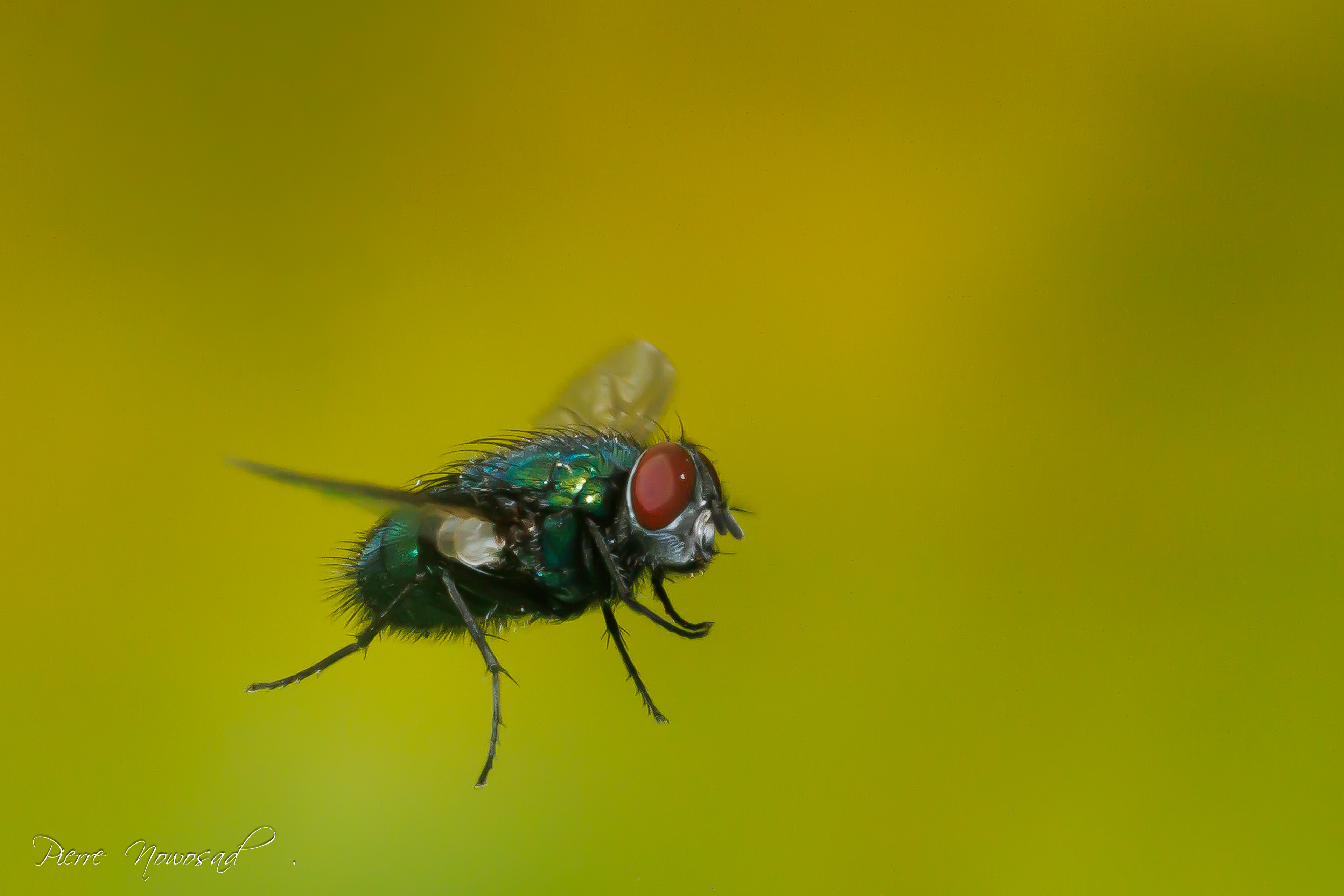 Lucilia sericata