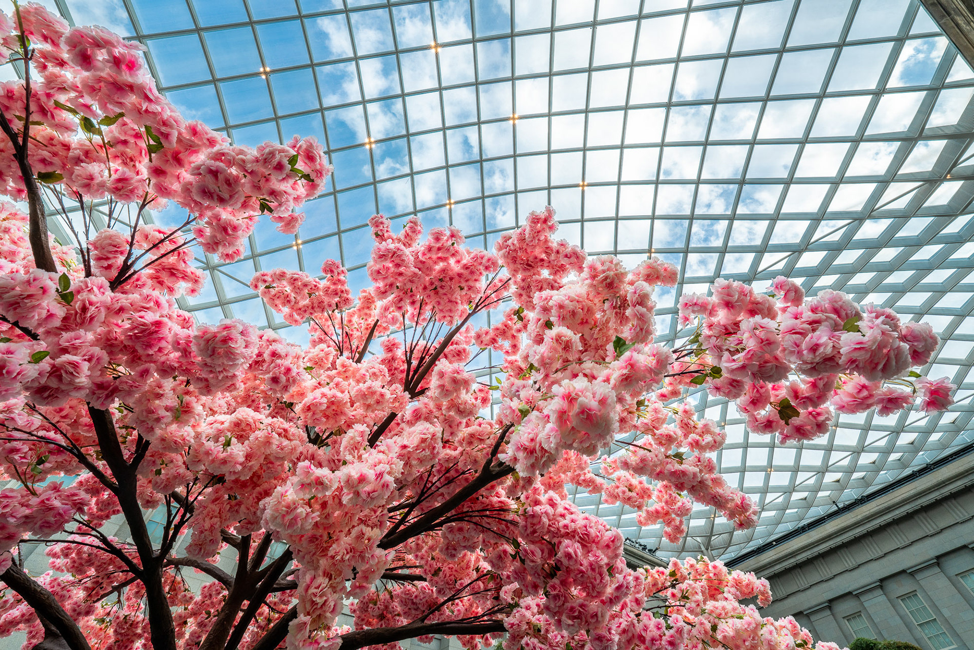 Portrait Plastic Cherry Blossoms