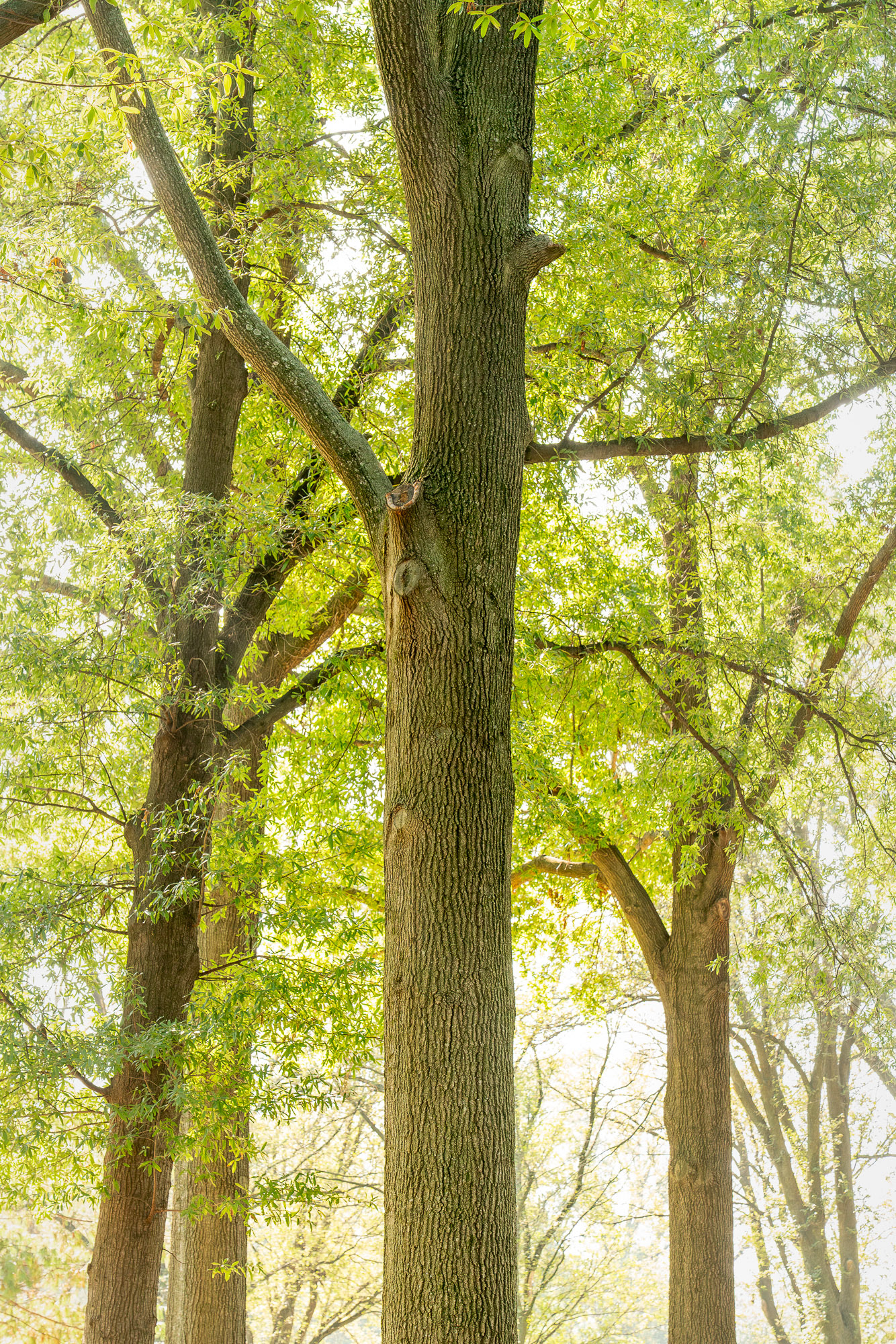 Trees in the Mall