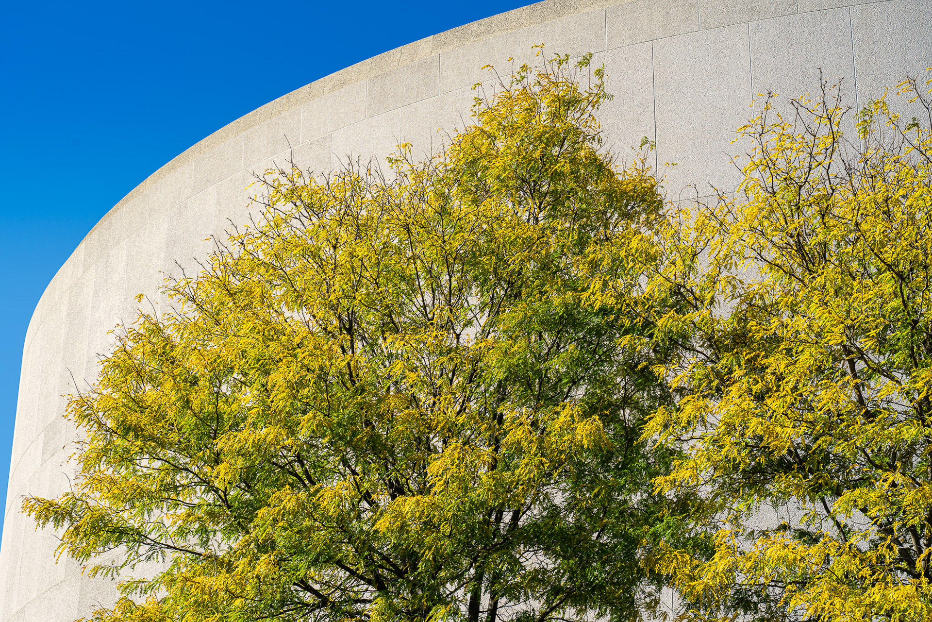 Hirshhorn Trees
