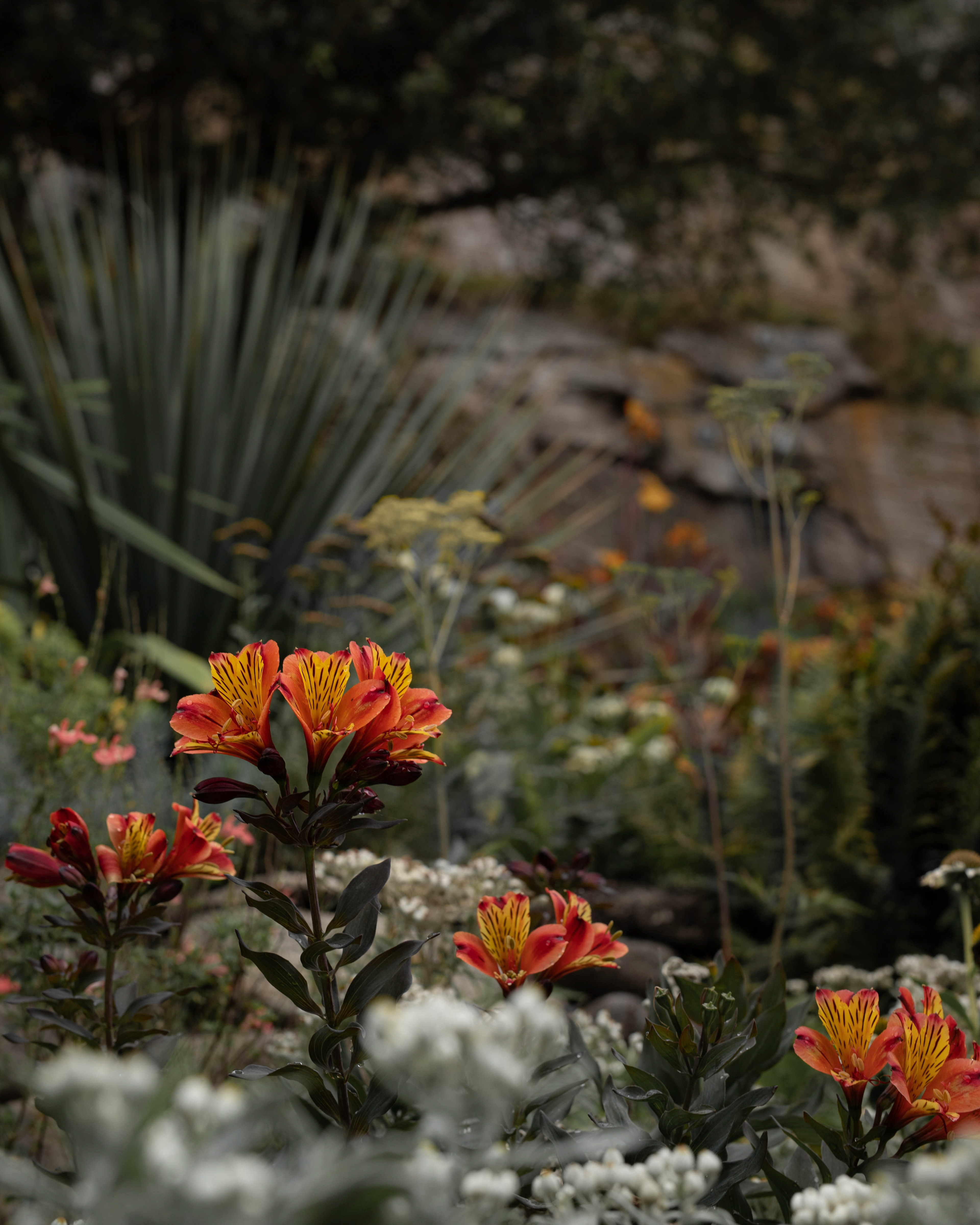 Red and Yellow Flowers