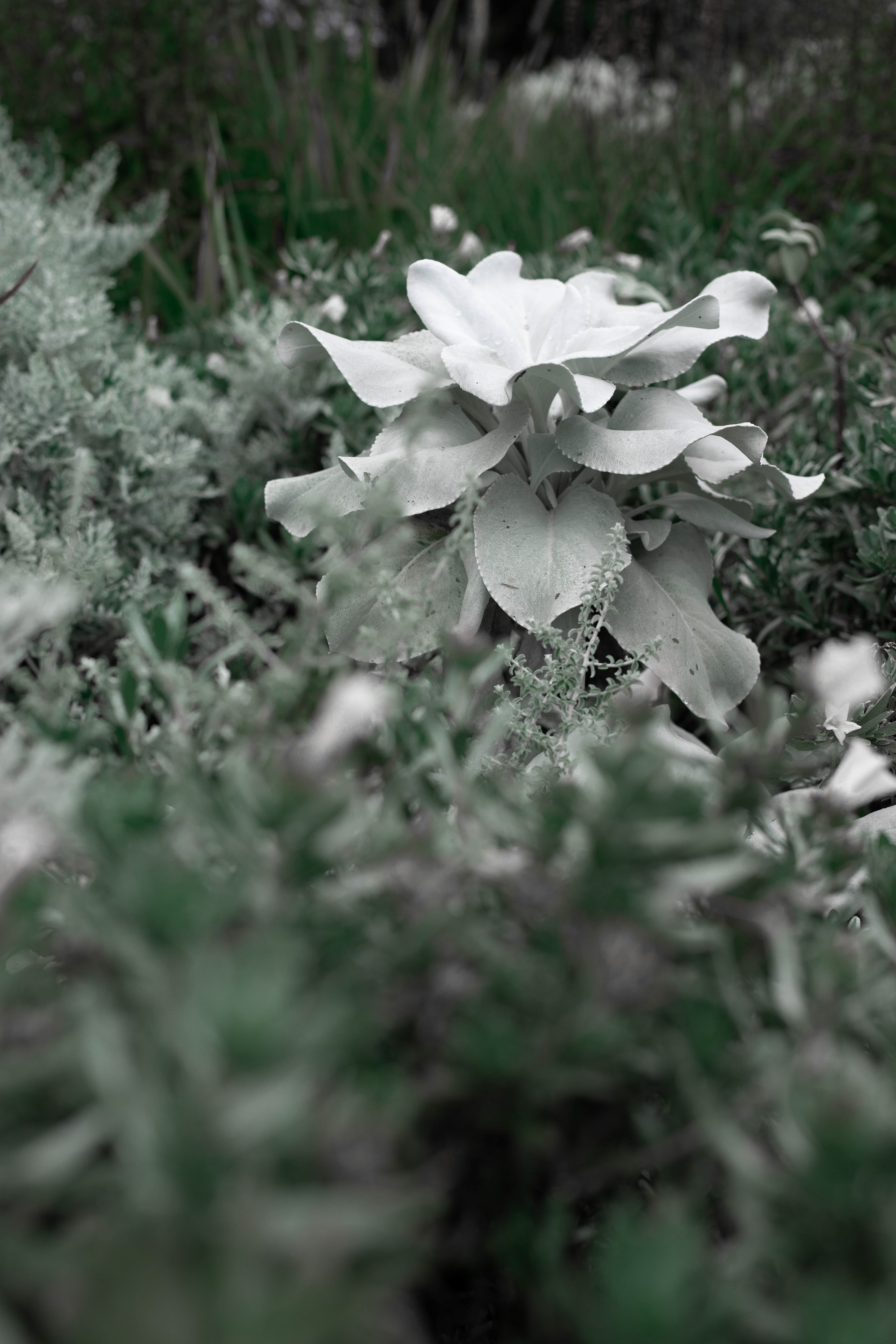 White and Green