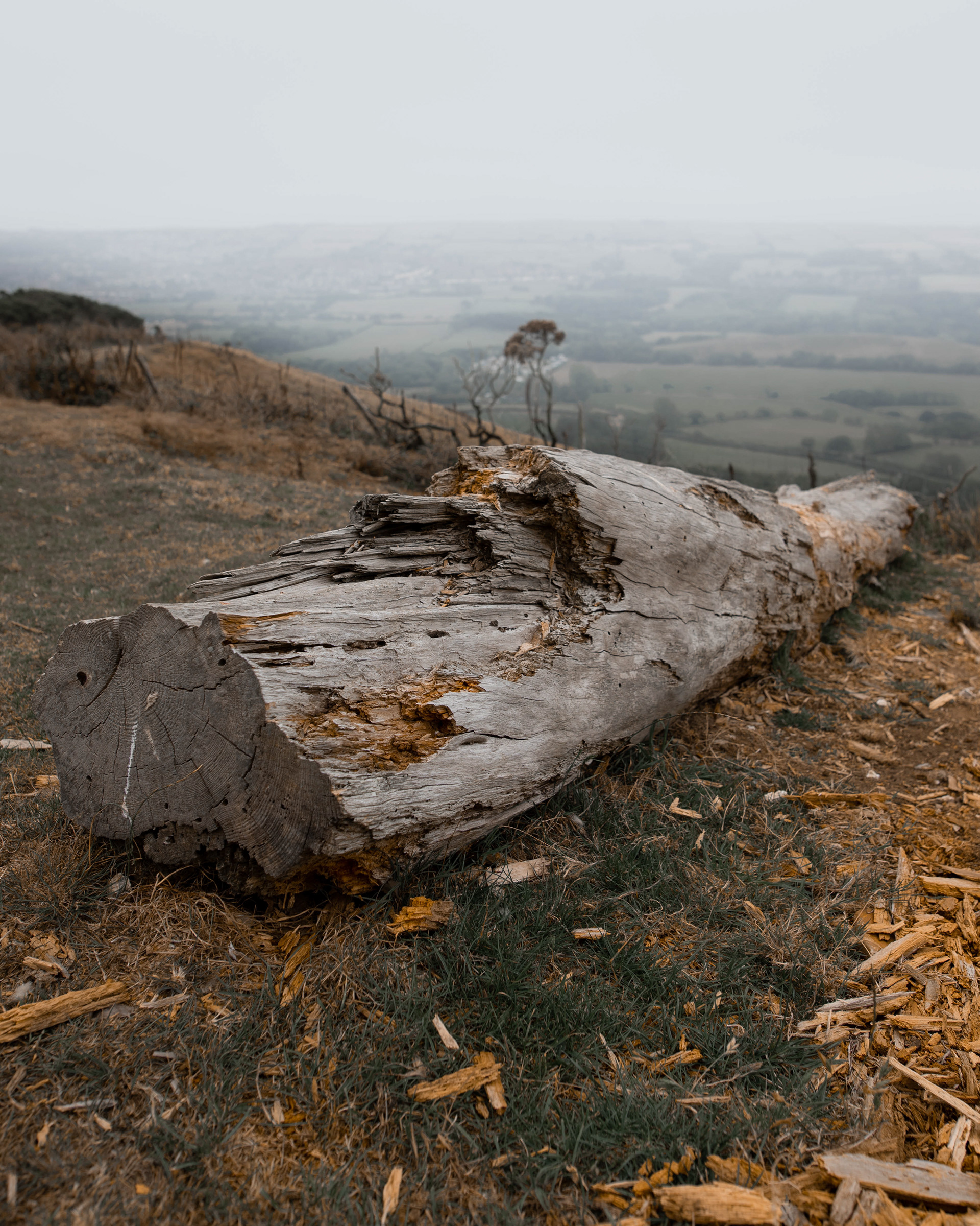 Deforestation