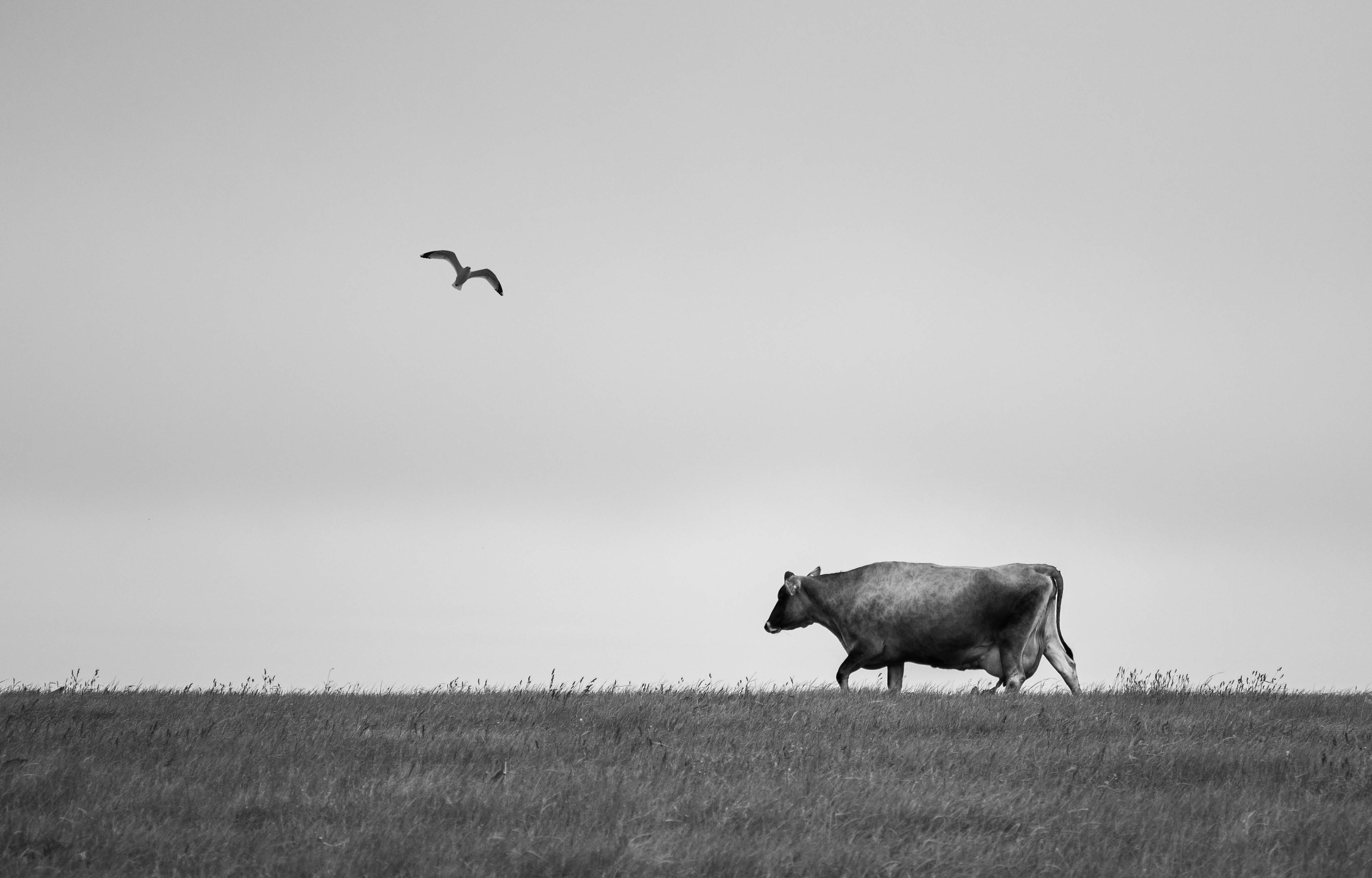 Minimalism