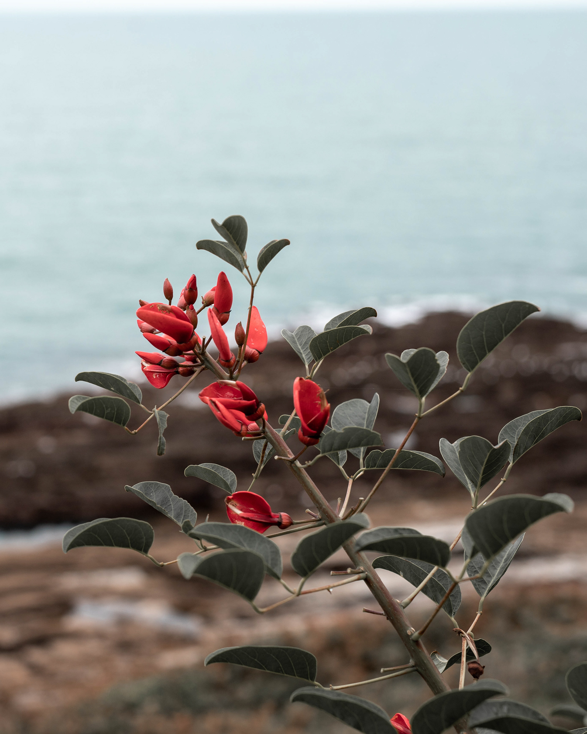 Fragile flower